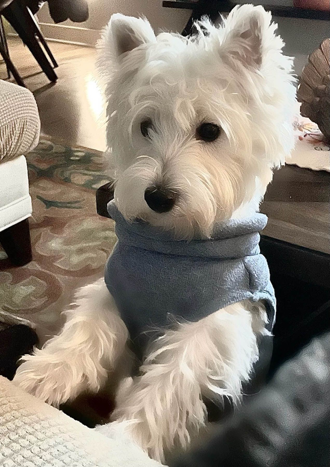 White West Highland Terrier wearing a blue sweater, sitting, looking forward.