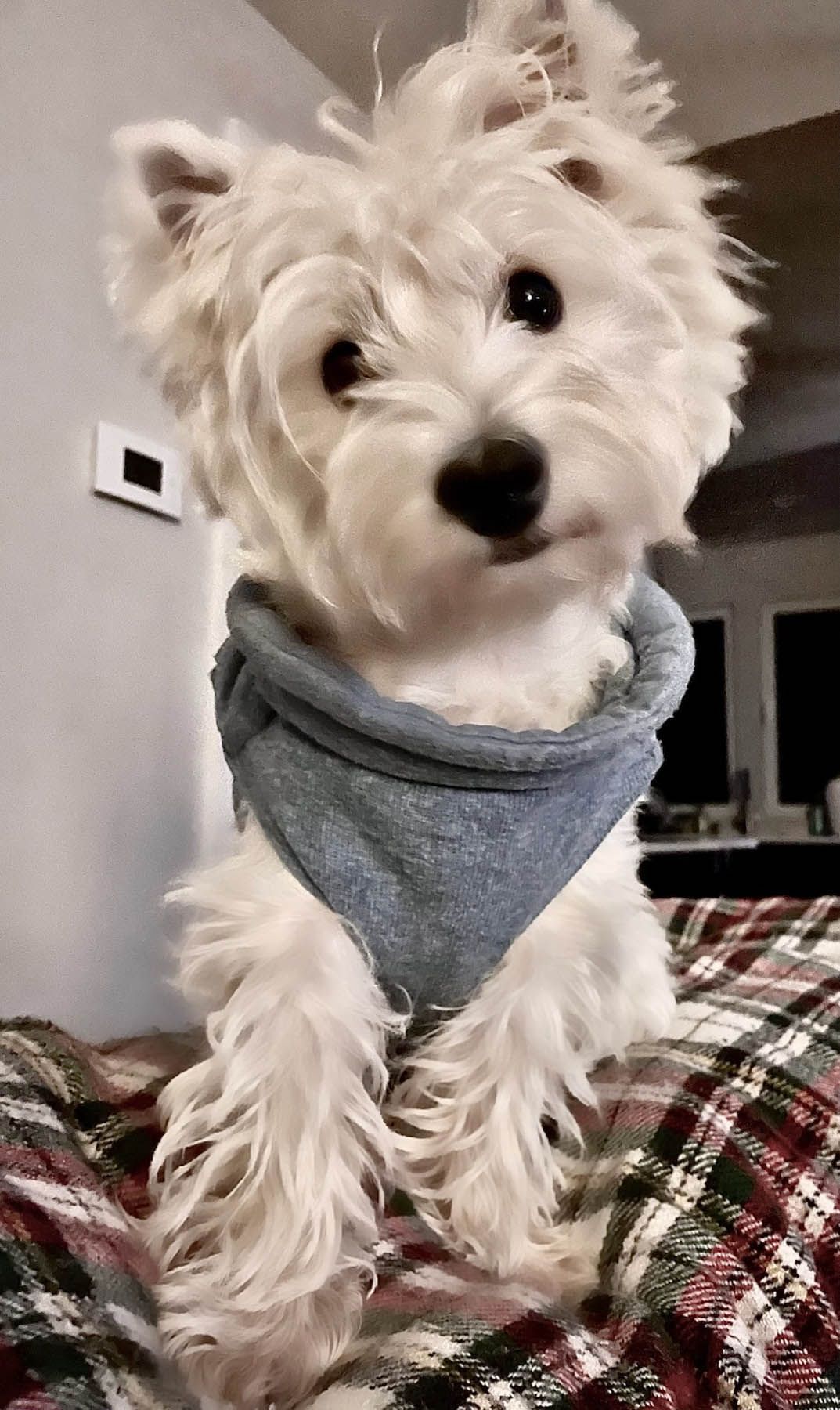 White dog wearing a blue sweater, looking at the camera, sitting indoors on a plaid blanket.