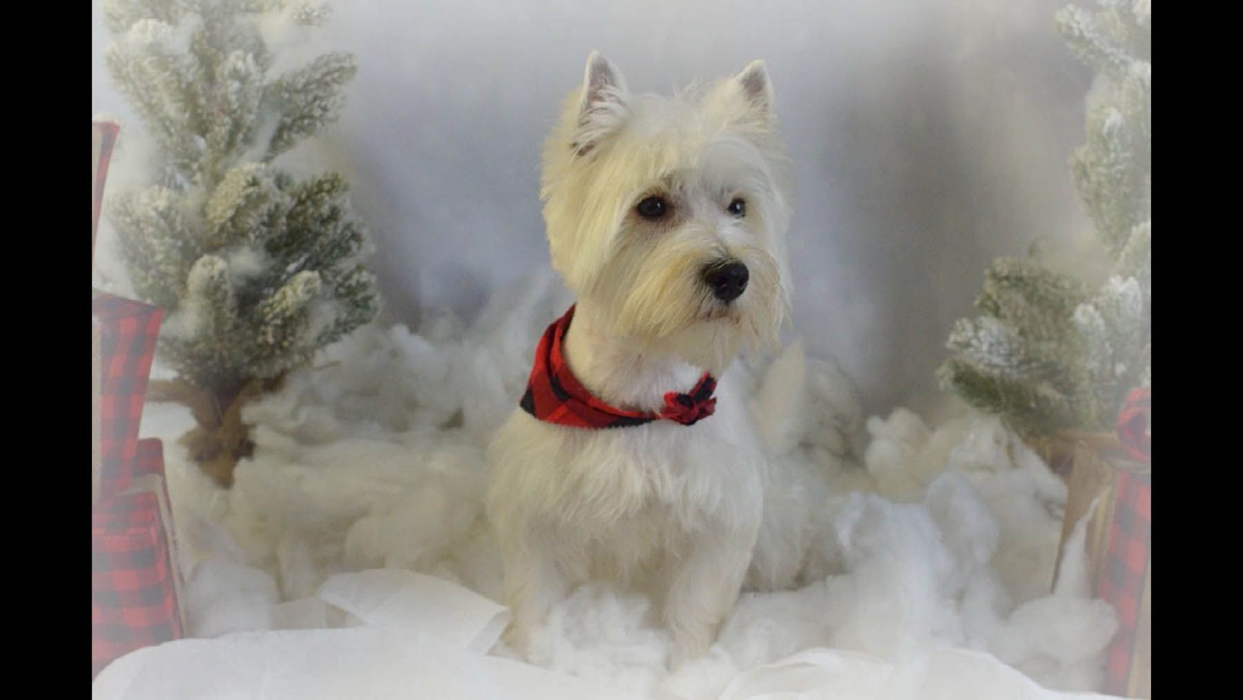 White West Highland Terrier wearing a red plaid collar, in a snowy winter scene with frosted trees.