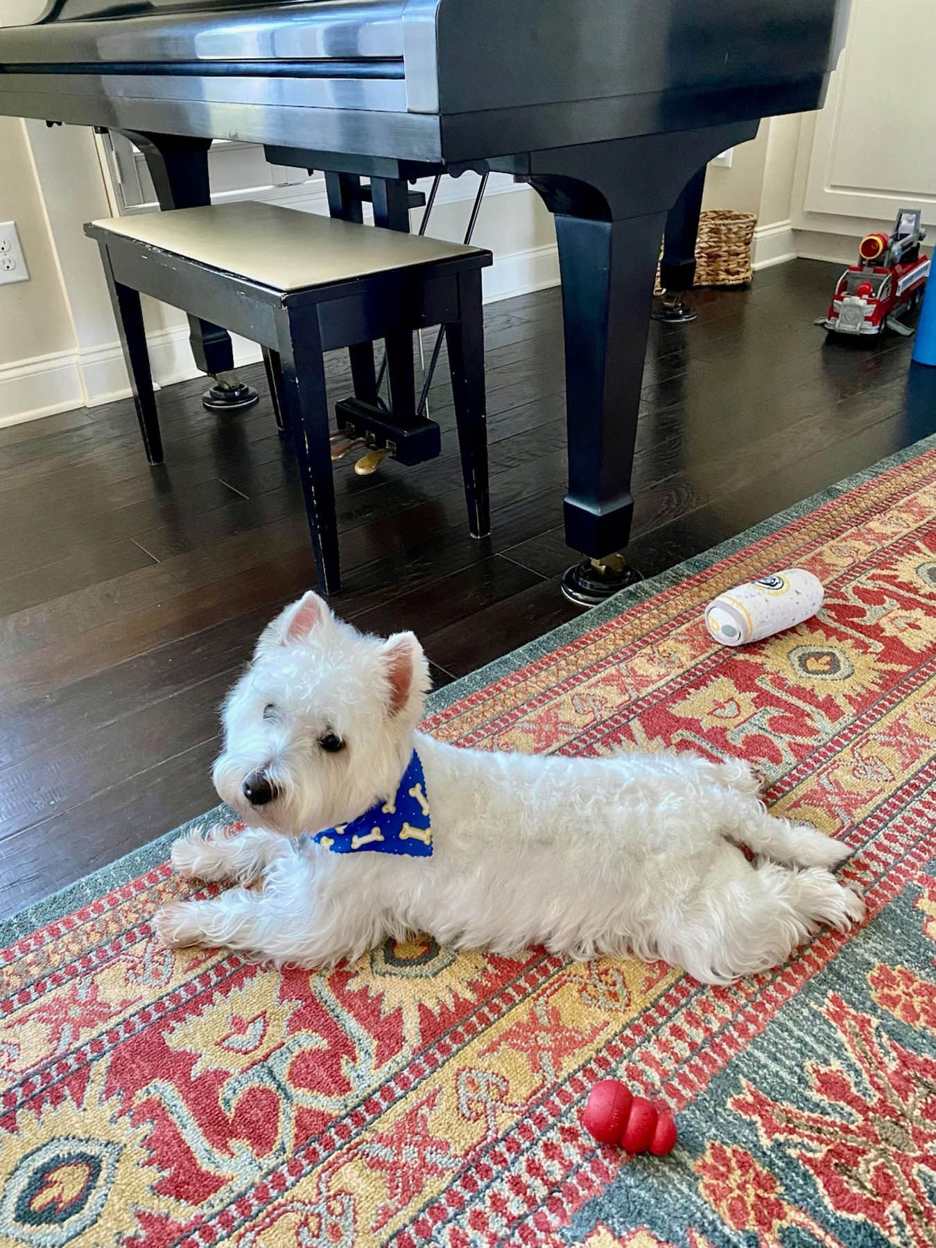 White West Highland Terrier wearing a blue bandana, lounging on a patterned rug near a piano.