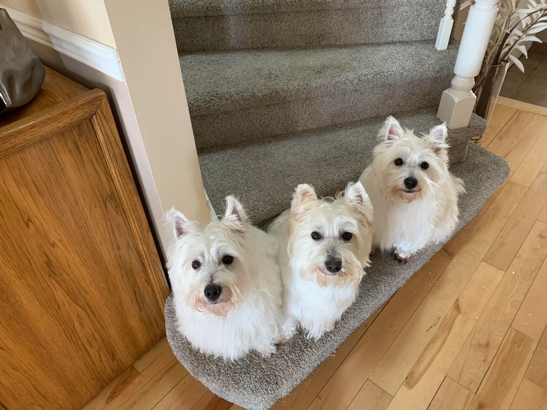 Three white West Highland Terriers sit on a stair step, looking forward.