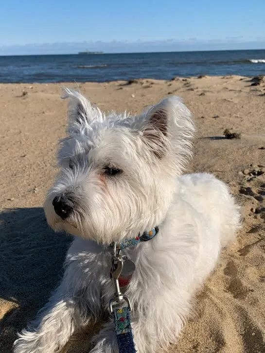 White dog with a blue collar rests on a sandy beach, ocean in the background.