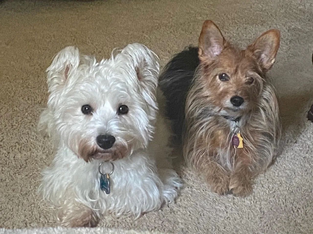 Two small dogs, white and tan/brown, sit on beige carpet and face the camera.