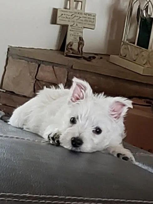 White dog lying on a gray surface, resting its head on paws. Background includes a wooden cross and shelf.