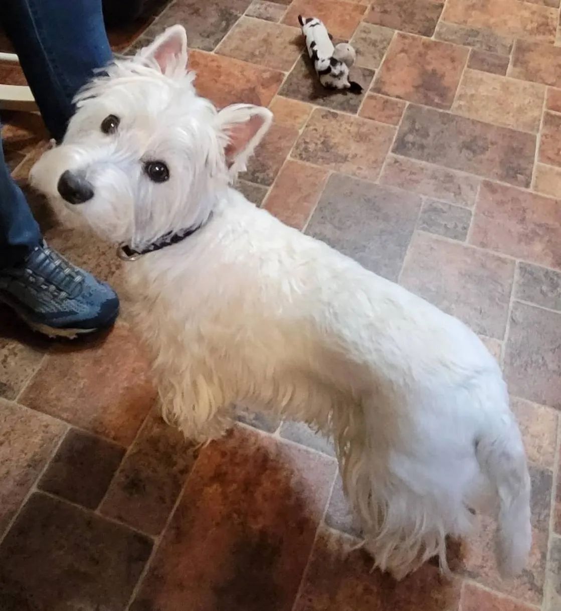 White West Highland Terrier dog standing on a tiled floor, looking up with a toy in the background.