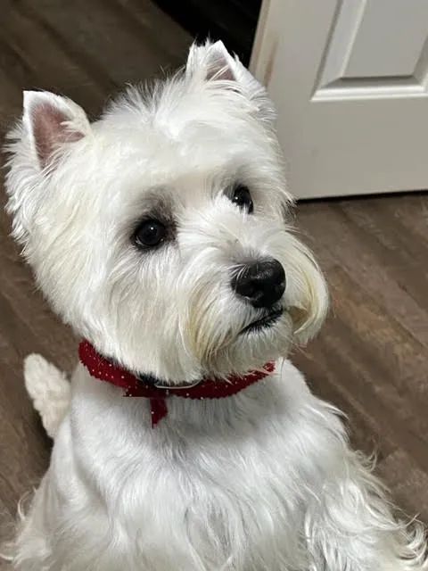 White West Highland Terrier wearing a red collar, looking up with a soft expression.
