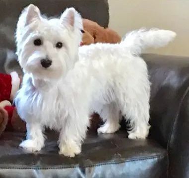 White West Highland Terrier dog stands on a dark couch, looking at the viewer.