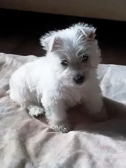 White fluffy puppy sitting on a soft blanket, lit by sunlight.