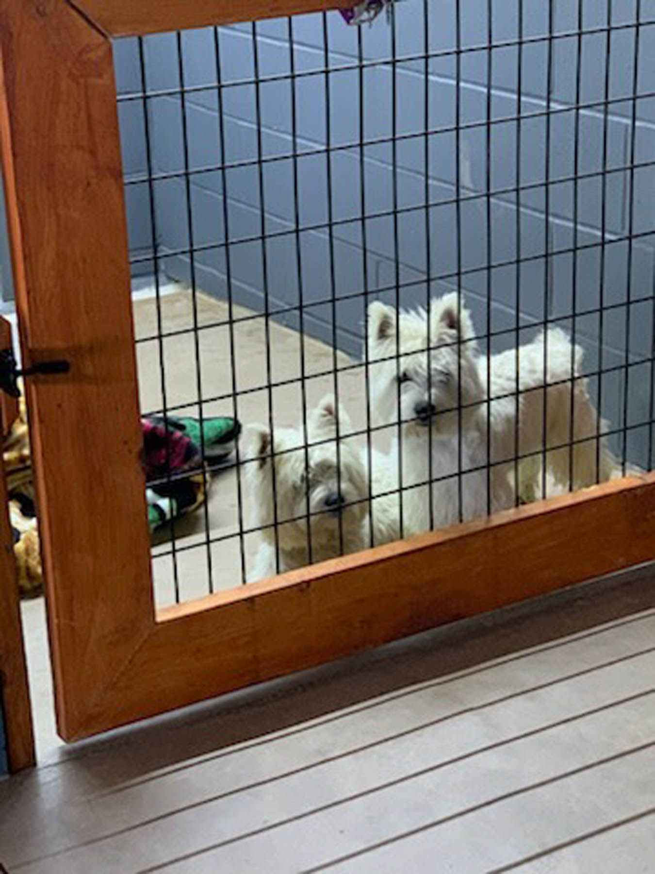 Two white dogs behind a black wire cage door. Brown wooden frame. Inside is a room with a rug.