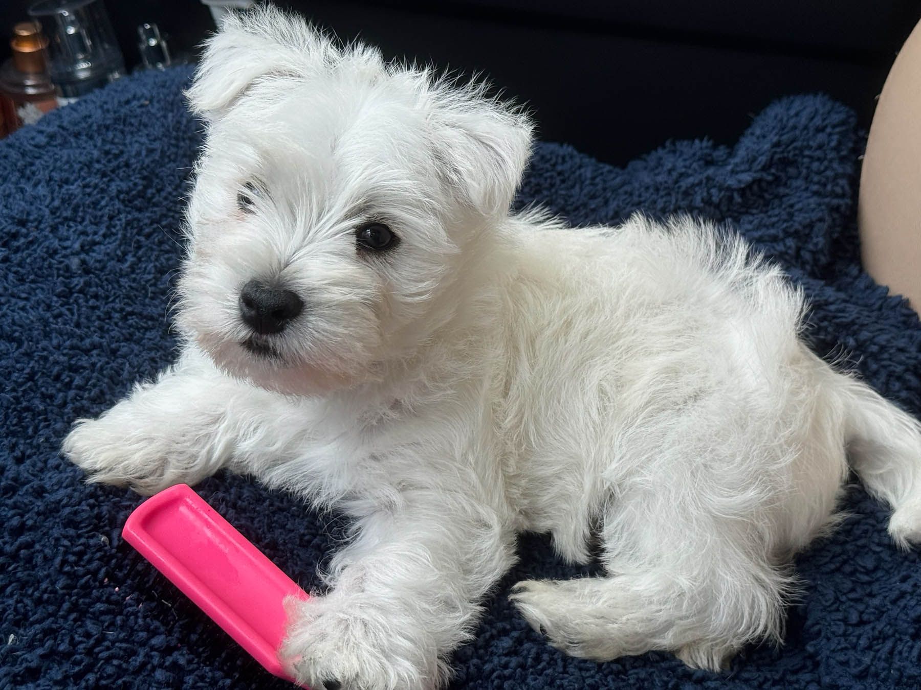 White puppy with fluffy fur and black eyes, resting on blue fabric, holding a pink toy.