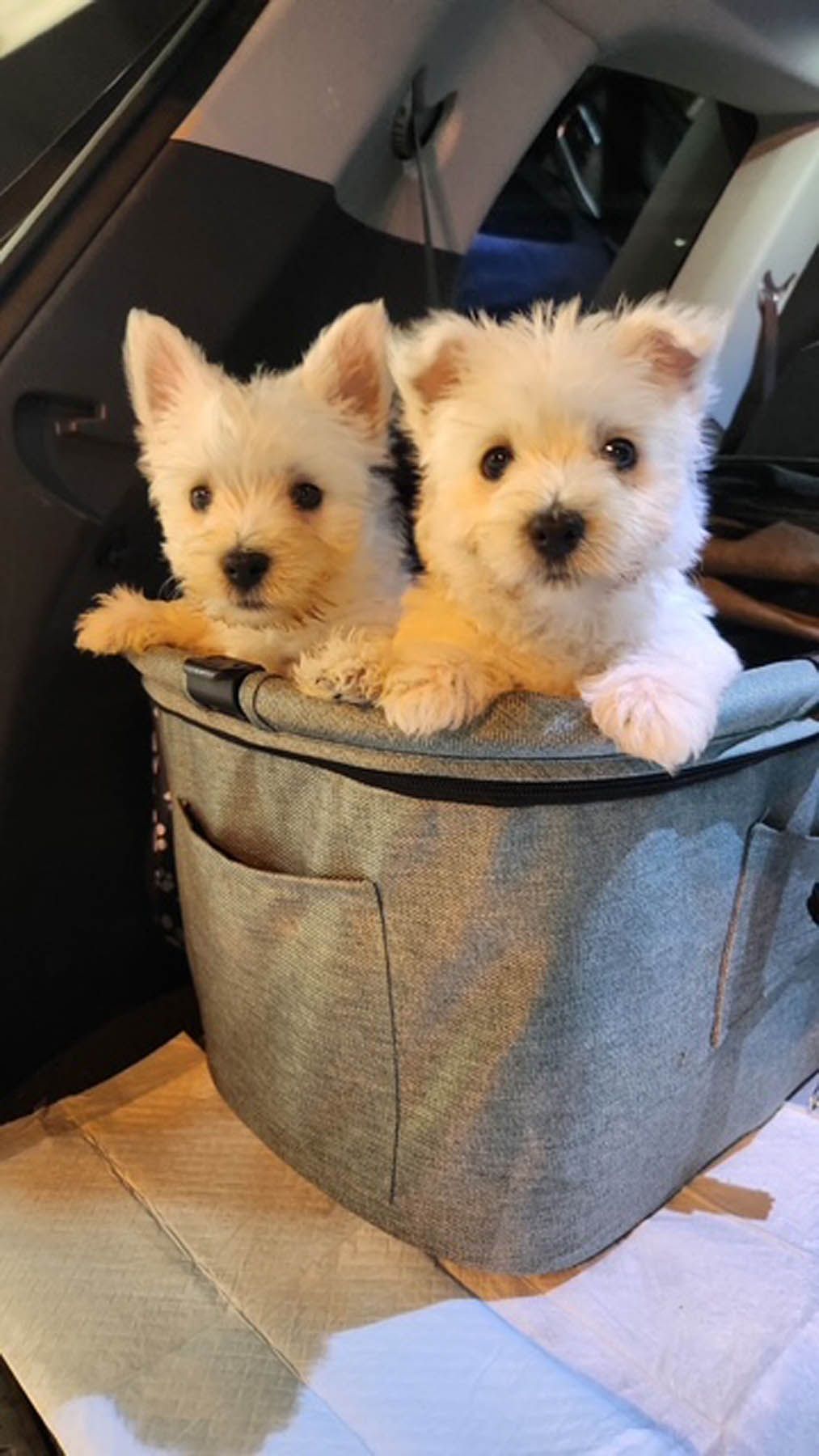 Two white puppies in a gray pet carrier inside a car, looking forward.