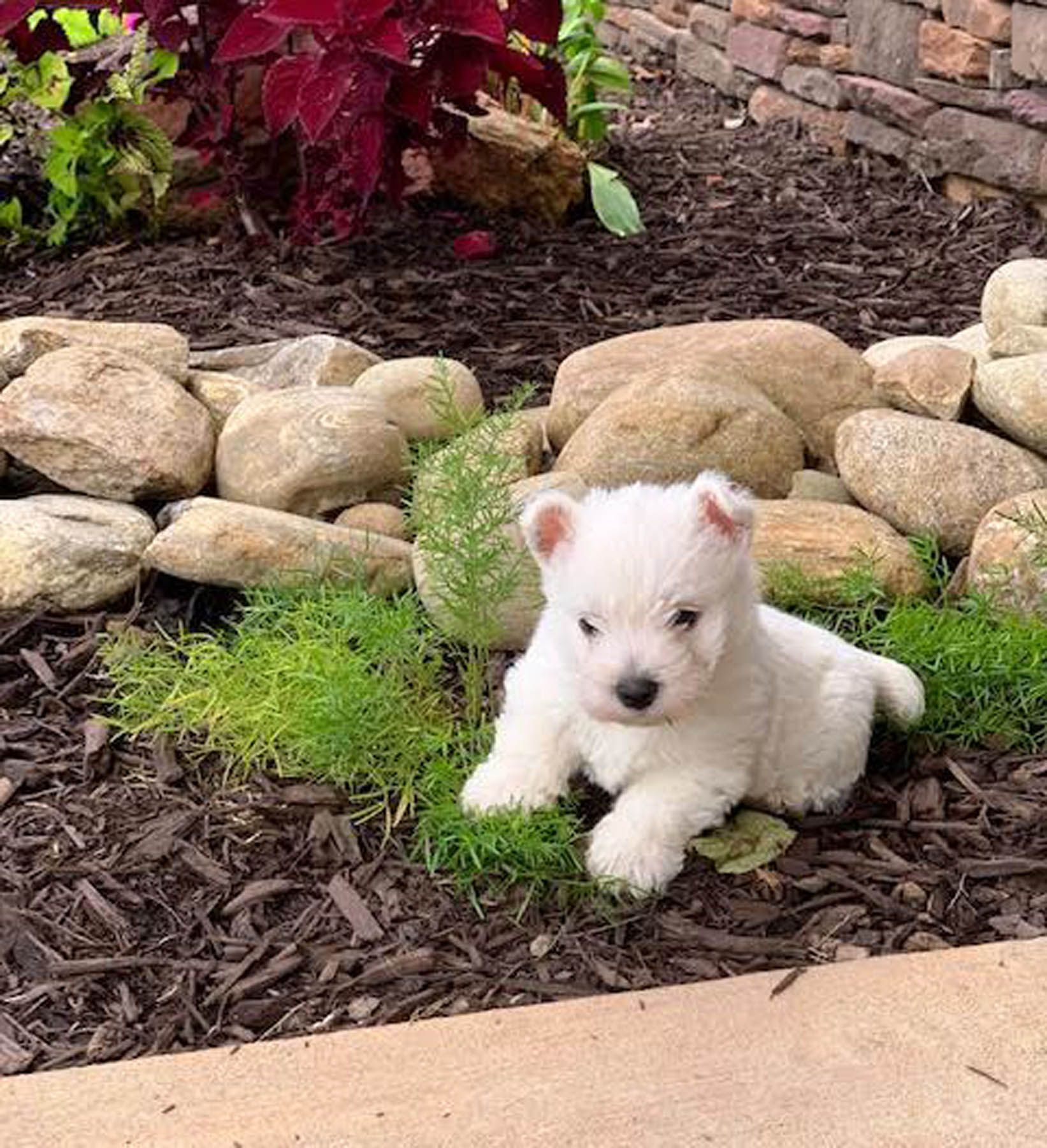 White West Highland Terrier puppy sitting in a garden bed with rocks and dark mulch.