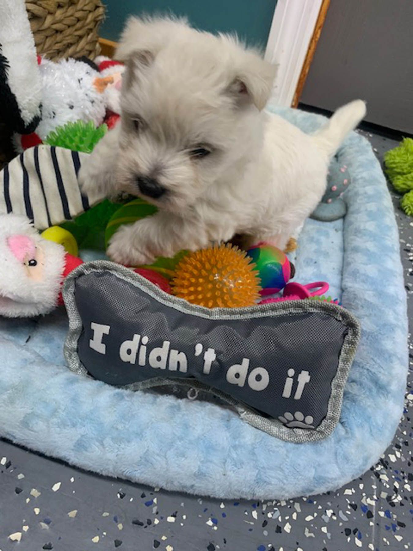 White puppy in a blue bed, chewing on toys. A bone-shaped toy reads 