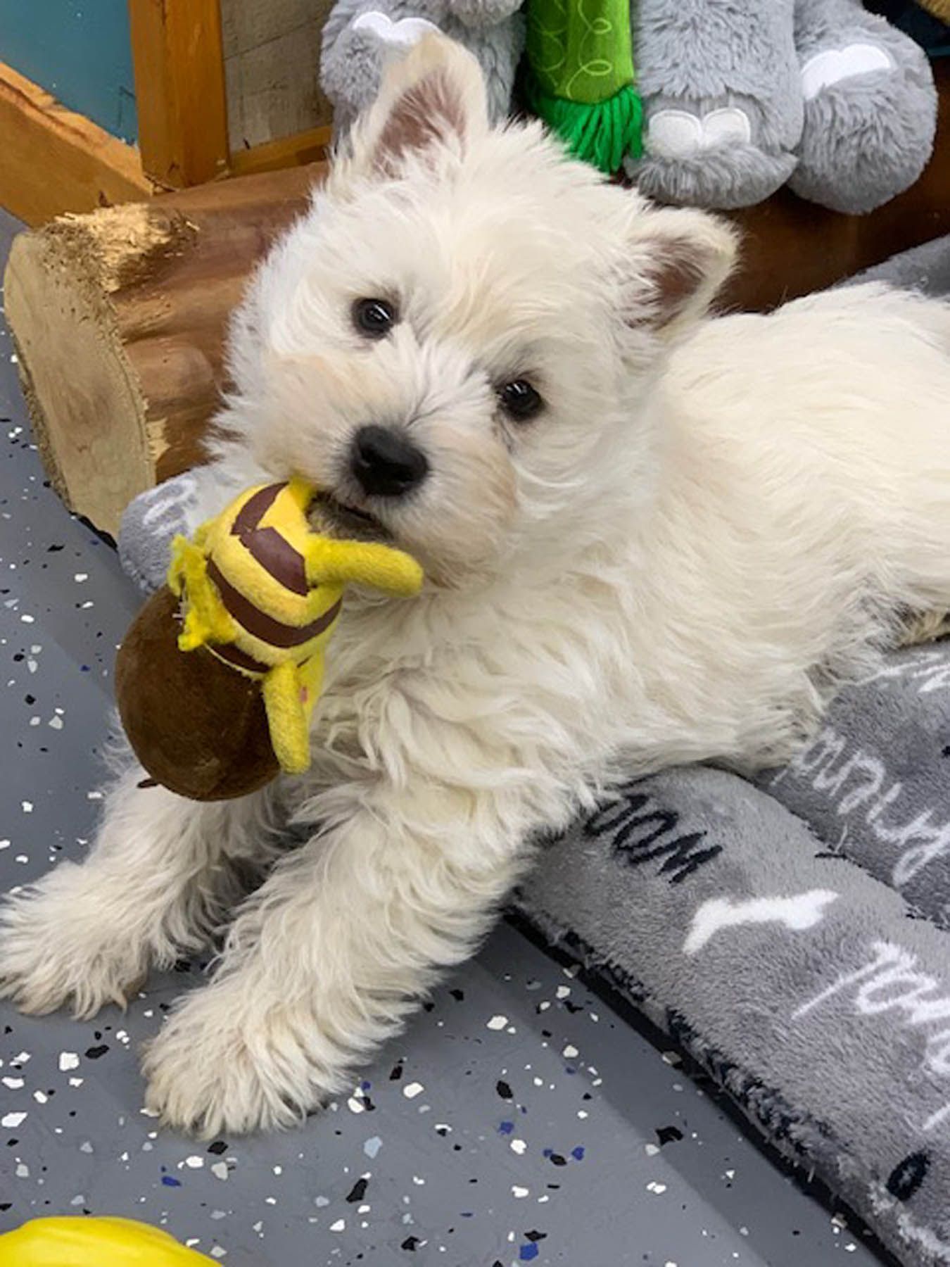 White puppy with a toy bee in its mouth lying on a gray and white bed.
