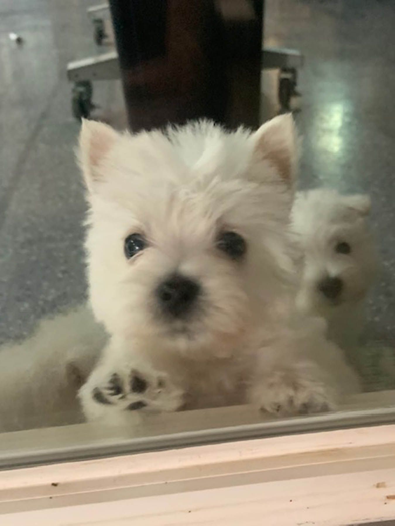 Two white West Highland Terrier puppies pressing against a window, one with paw up.