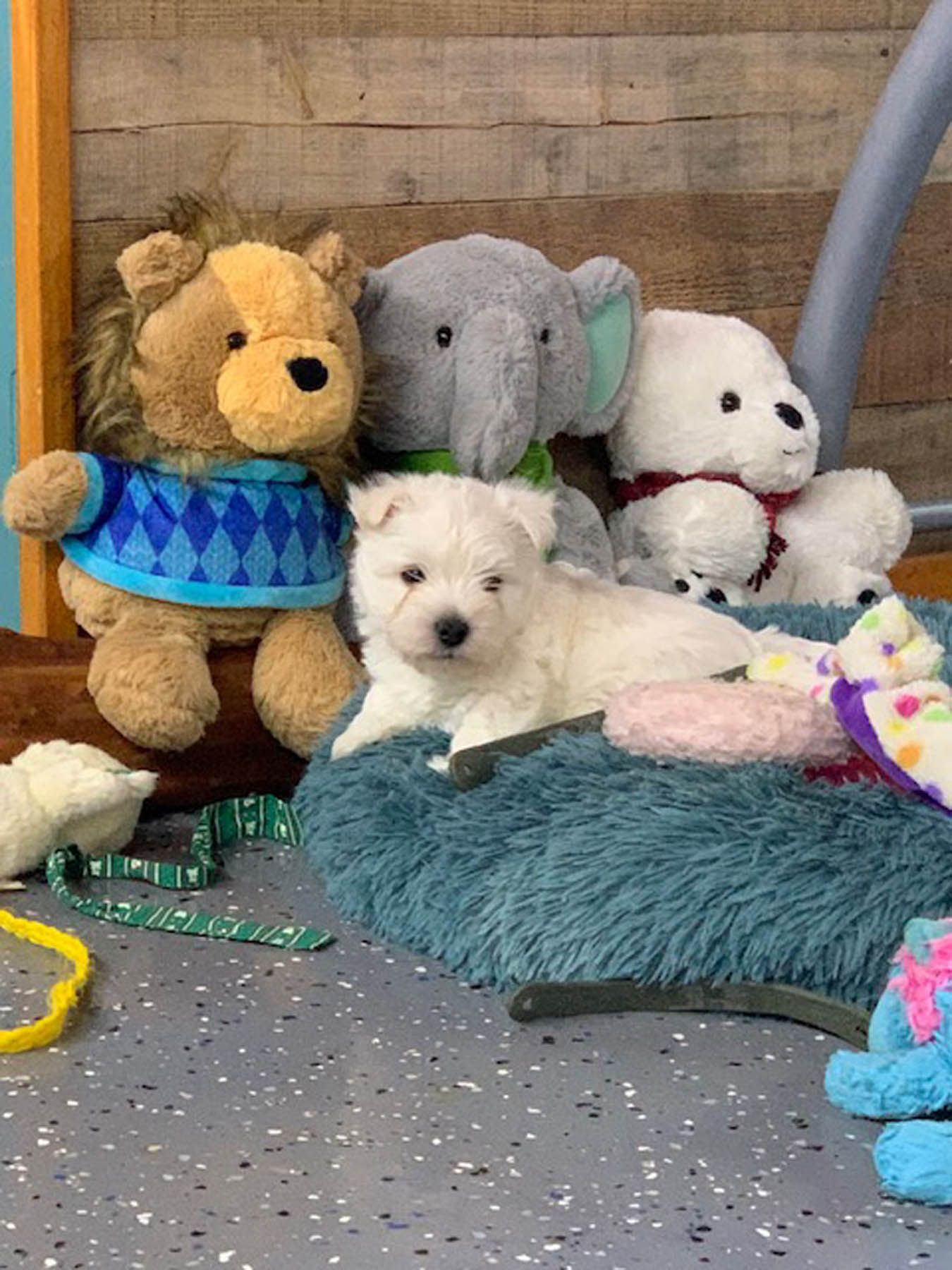White puppy lying on a blue bed, surrounded by stuffed animals and toys.