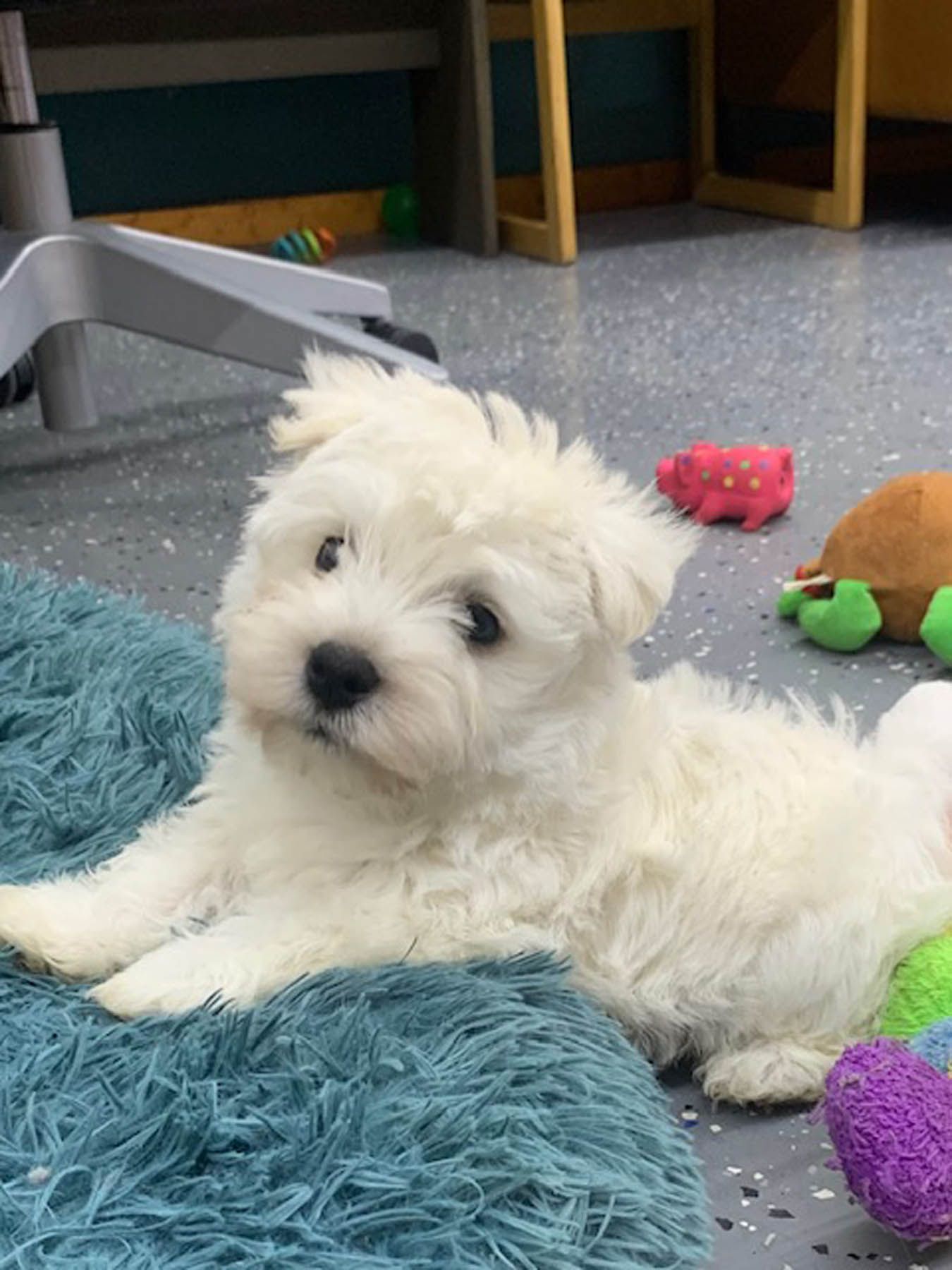 White fluffy puppy with dark eyes rests on a blue furry bed, looking at the camera.