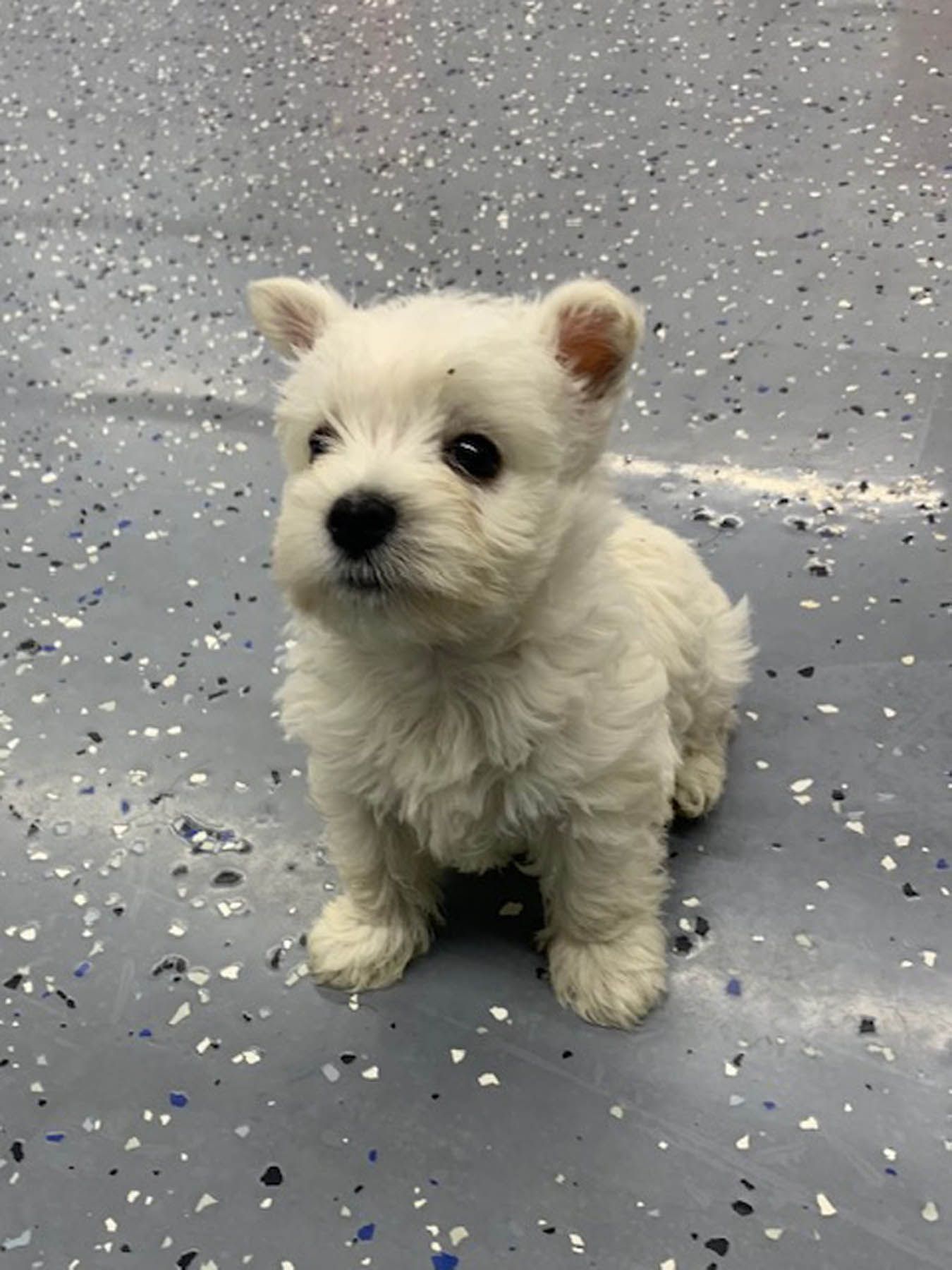 White West Highland Terrier puppy sitting on speckled gray floor, looking up.