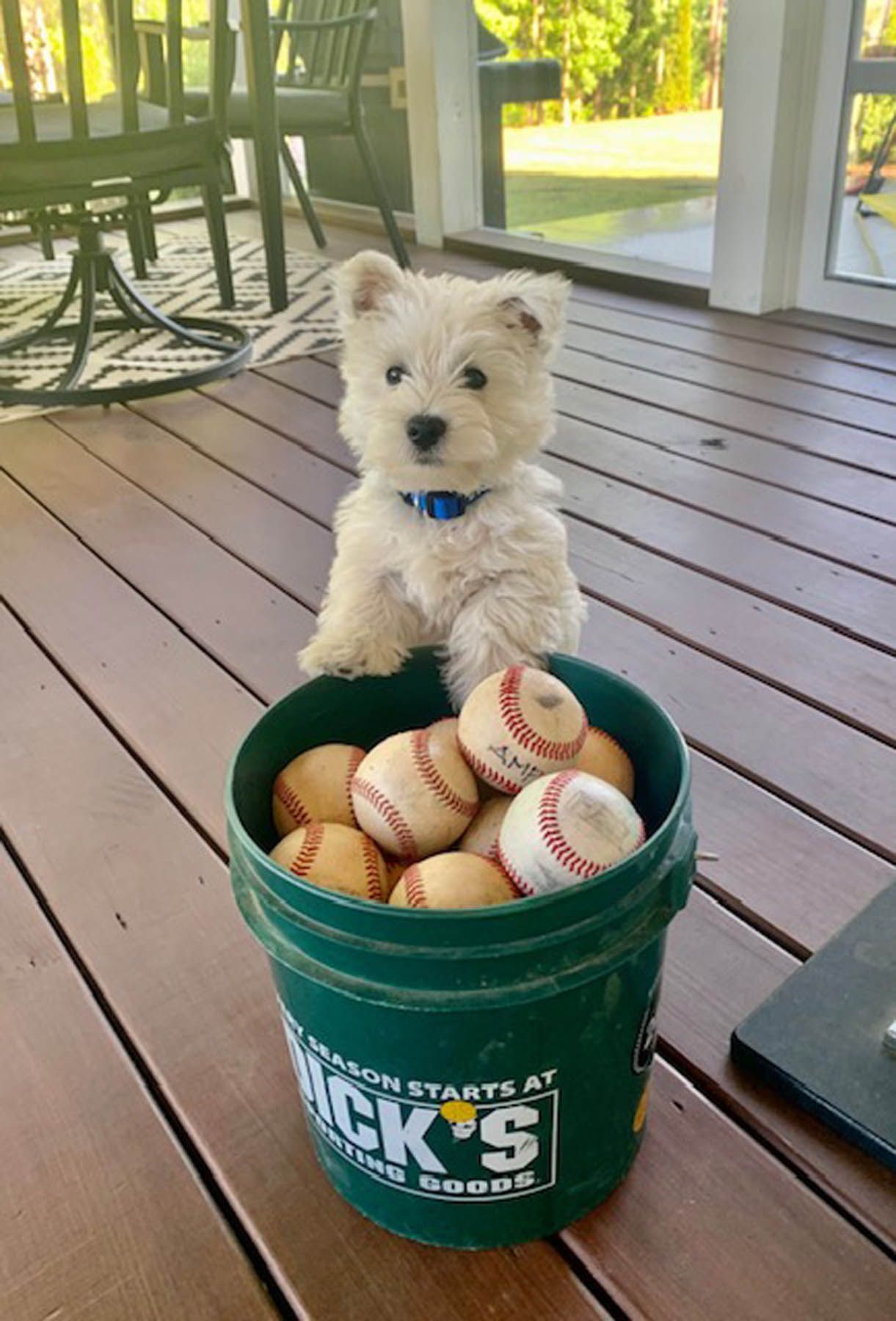 White puppy perched on a green bucket filled with baseballs on a wooden deck.