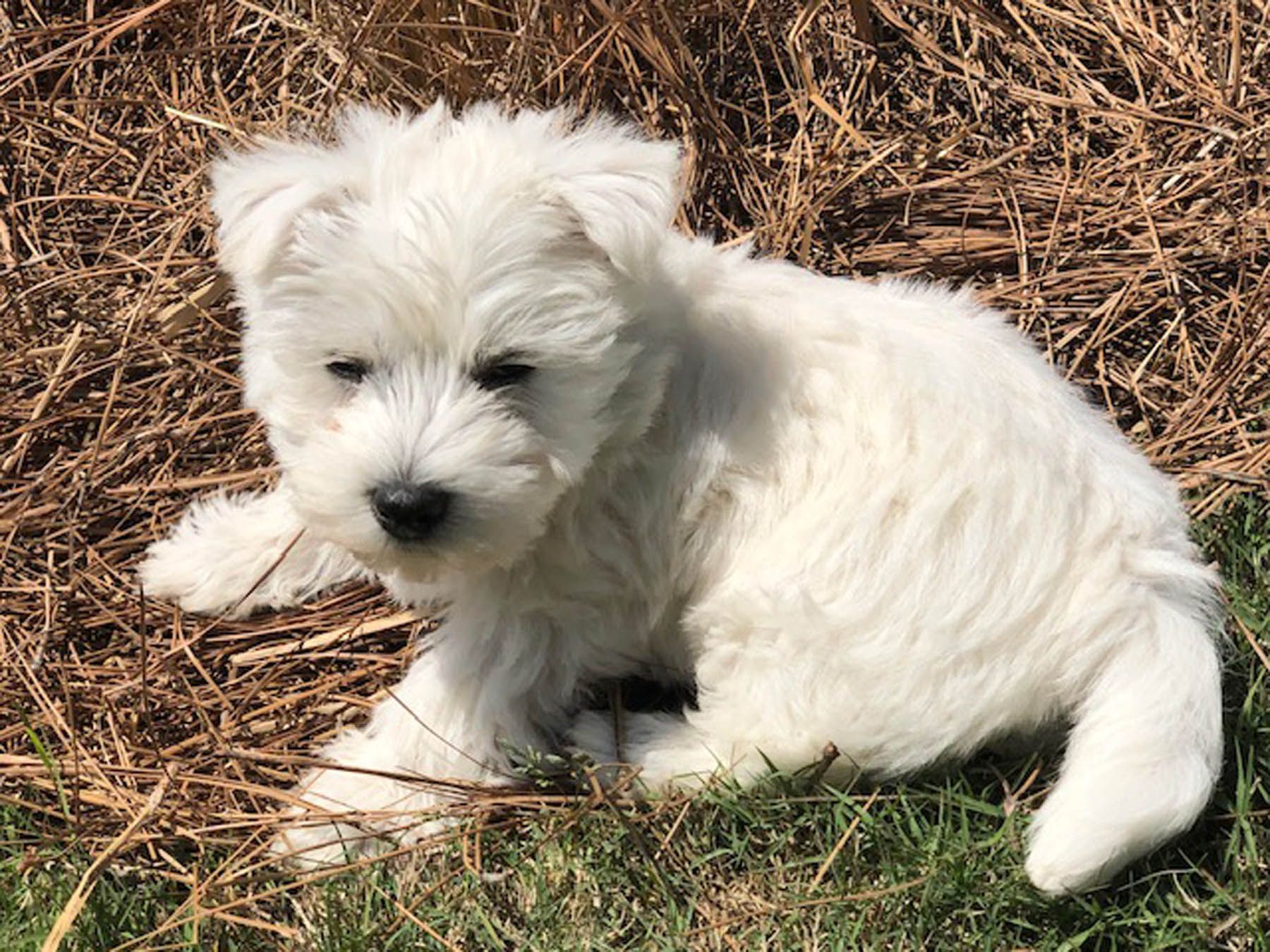 White West Highland Terrier puppy sitting on brown grass.