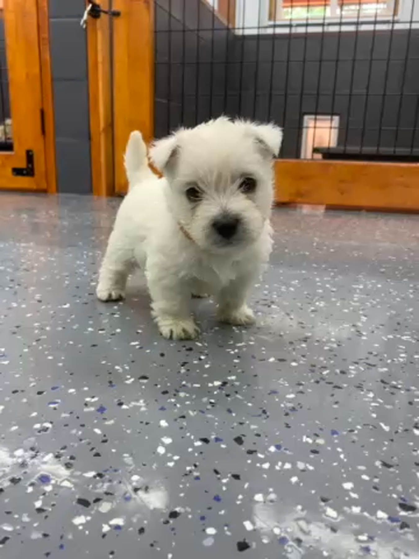 White puppy with a fluffy coat standing on a speckled gray floor, looking at the viewer.