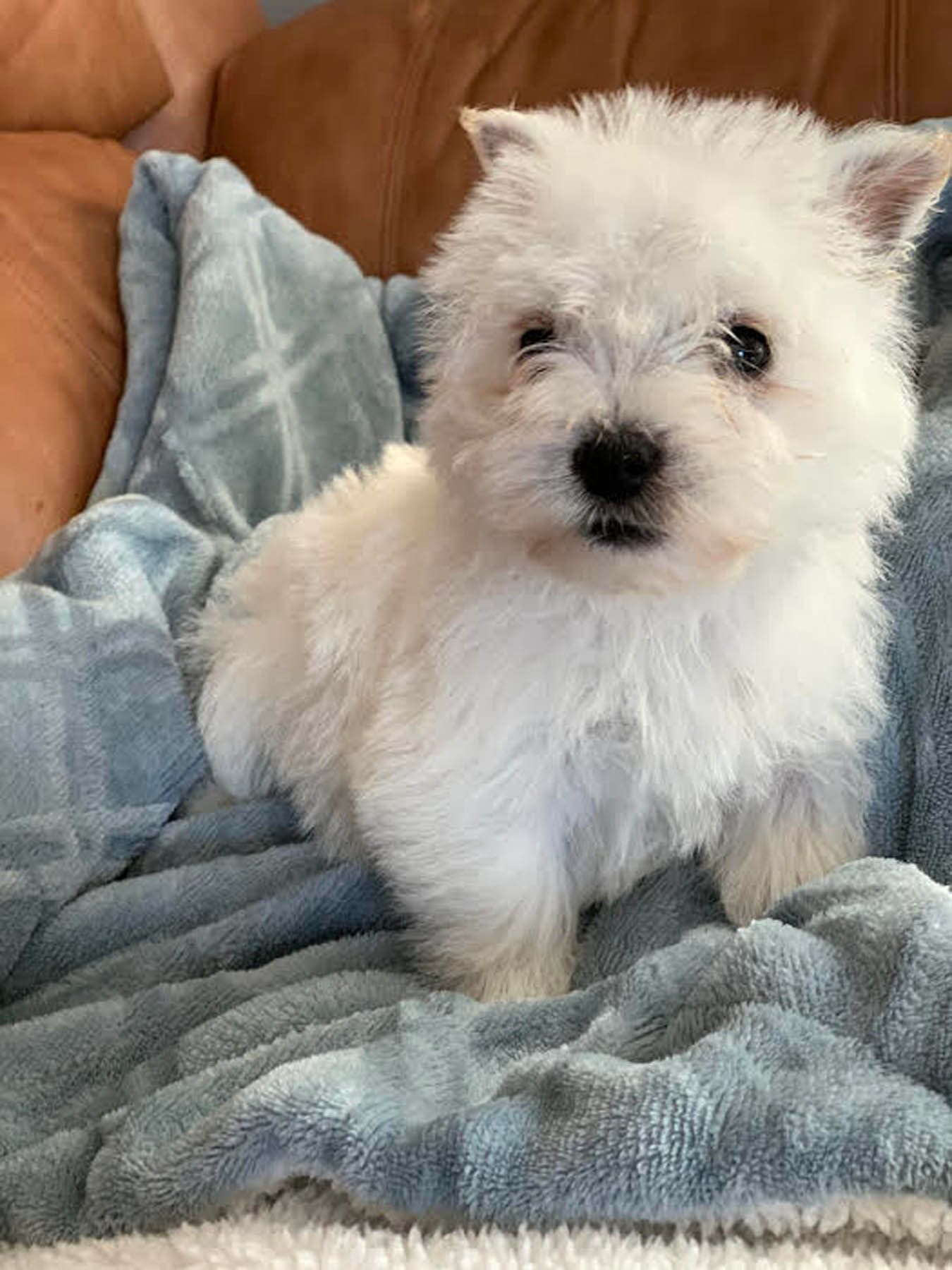 White West Highland Terrier puppy sitting on a blue blanket.