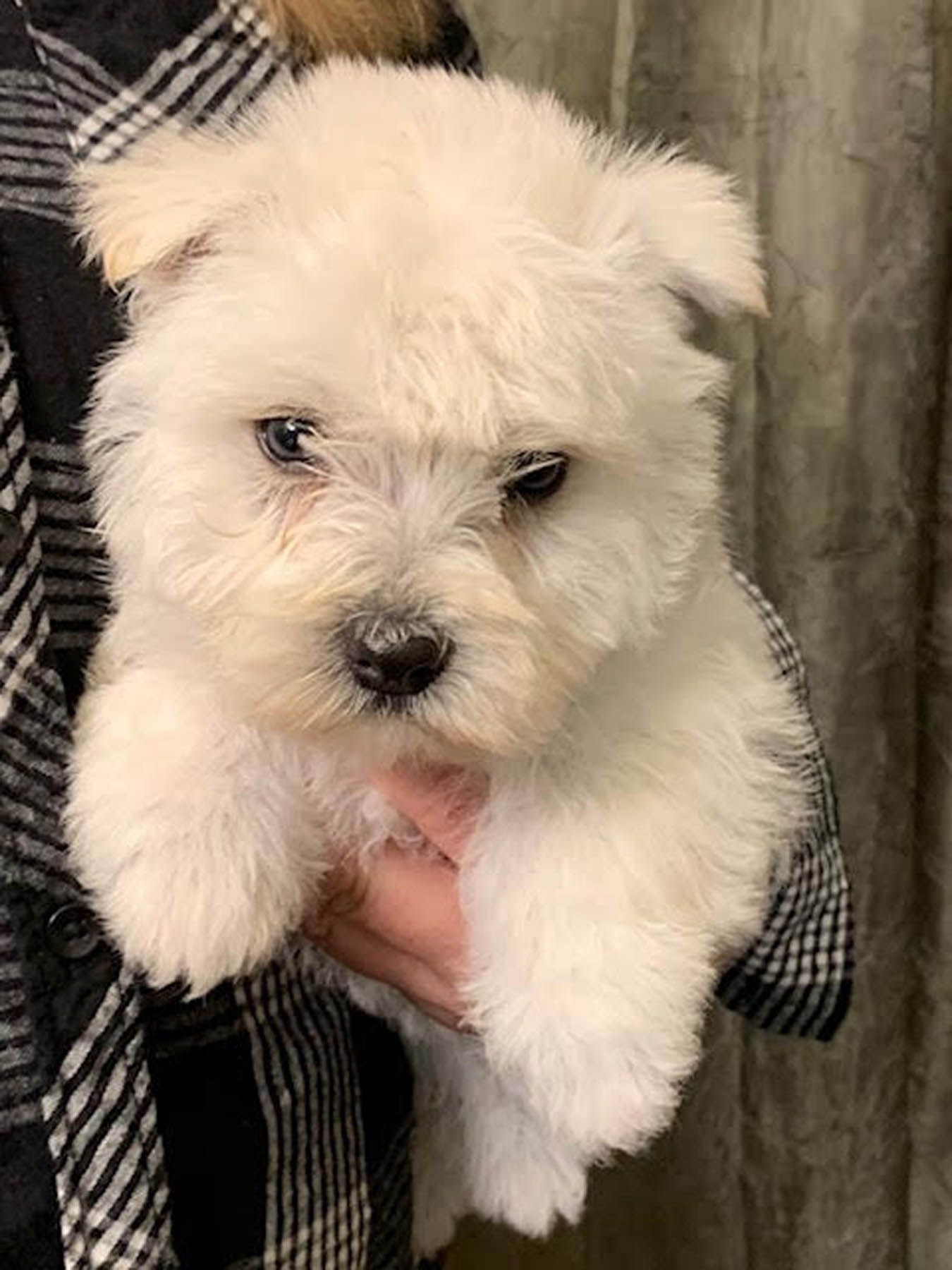 White fluffy puppy held in hand, looking at the camera.