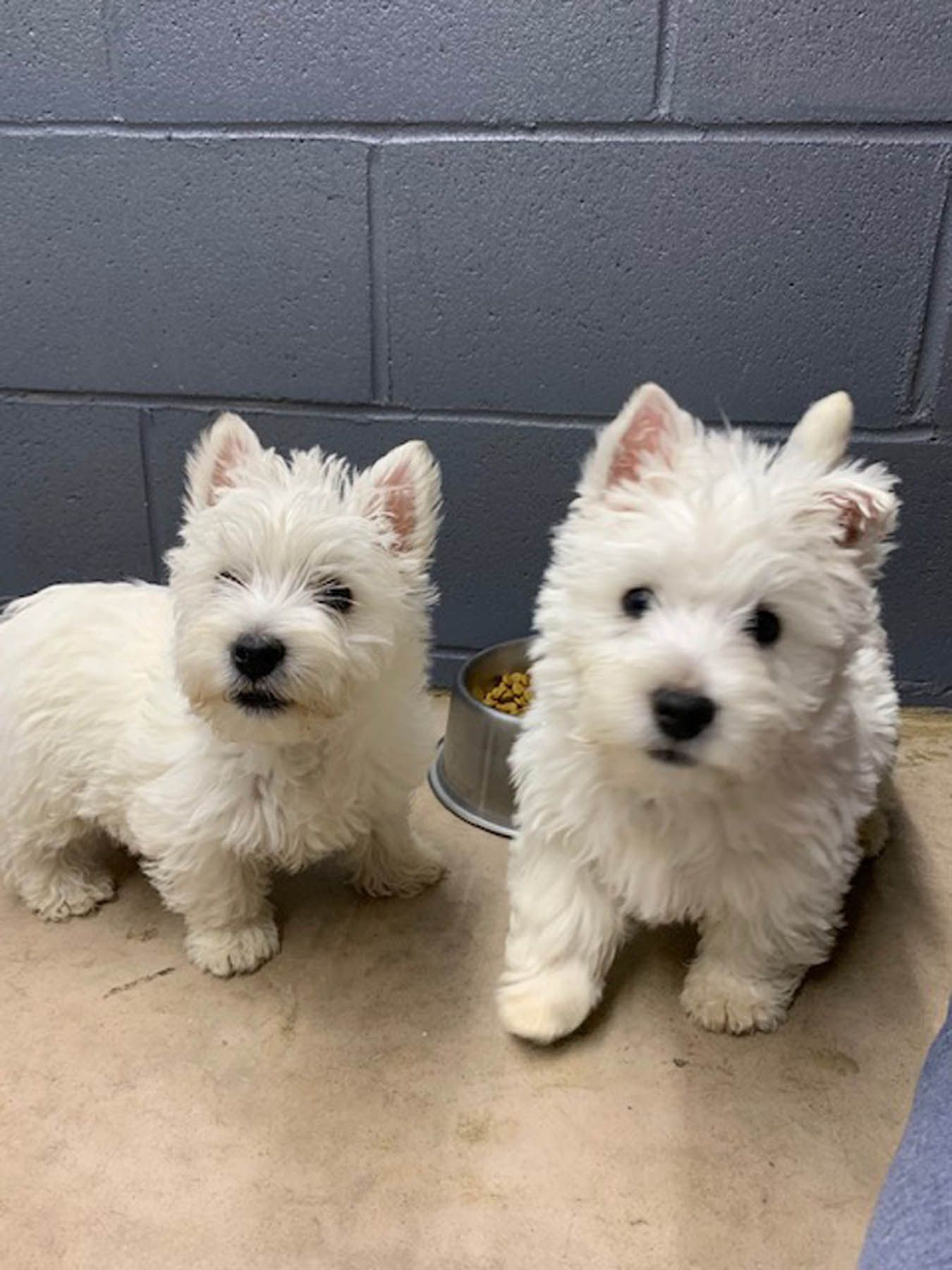 Two white West Highland Terrier puppies near a food bowl against a gray brick wall.