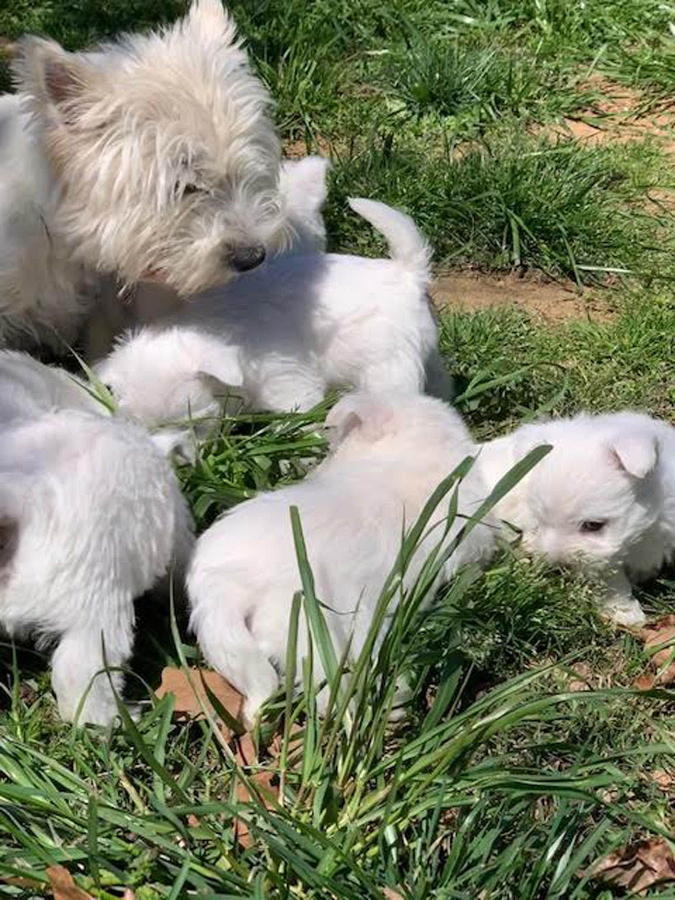 White dog surrounded by four white puppies in green grass.