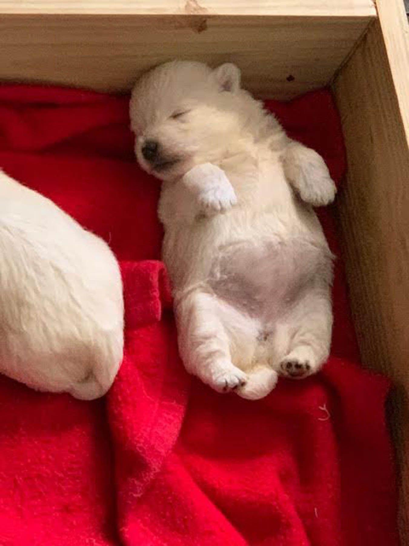 Sleeping white puppy on red blanket in a wooden box.