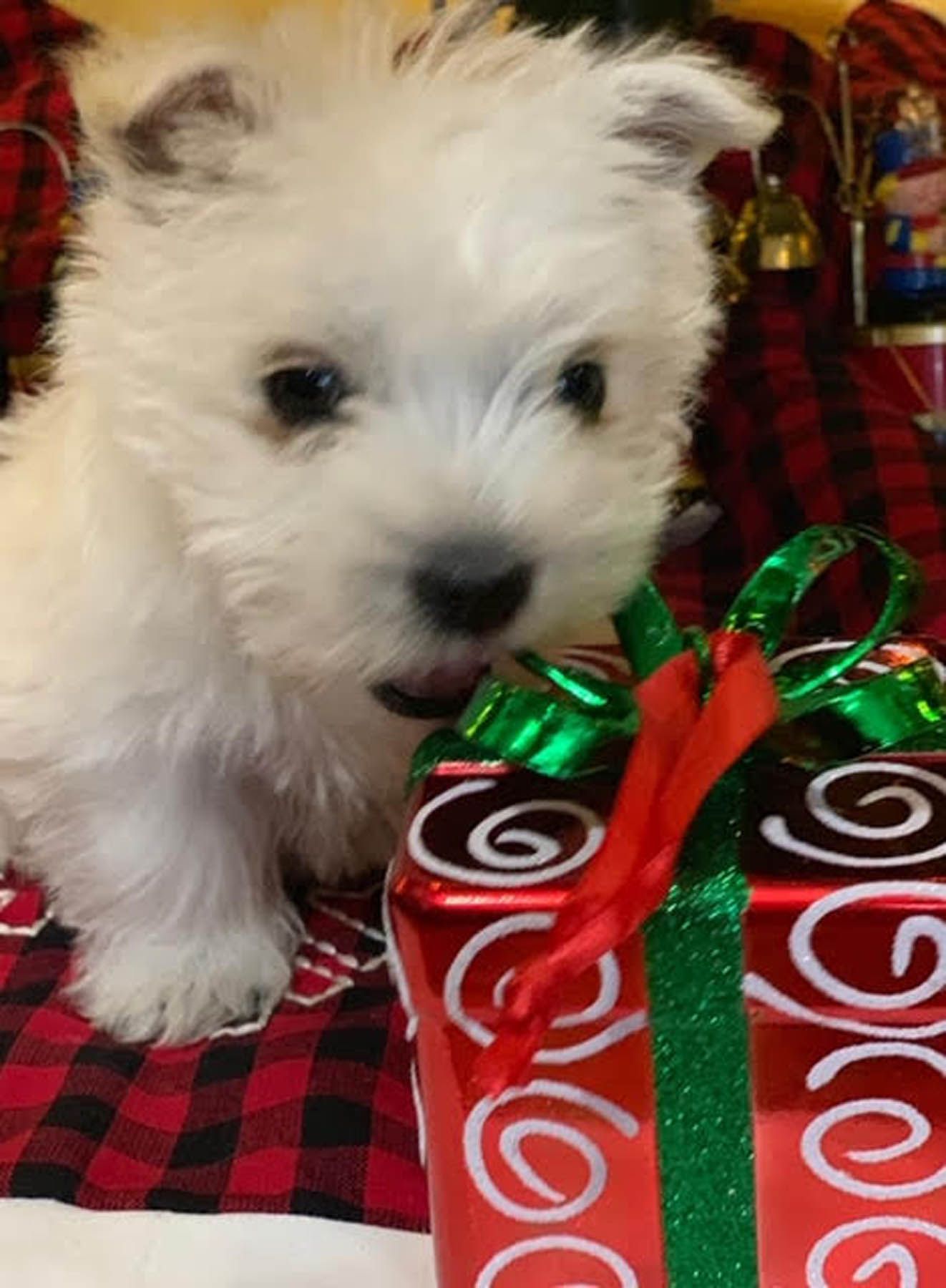White puppy near a wrapped gift box with a red and green bow on a plaid blanket.