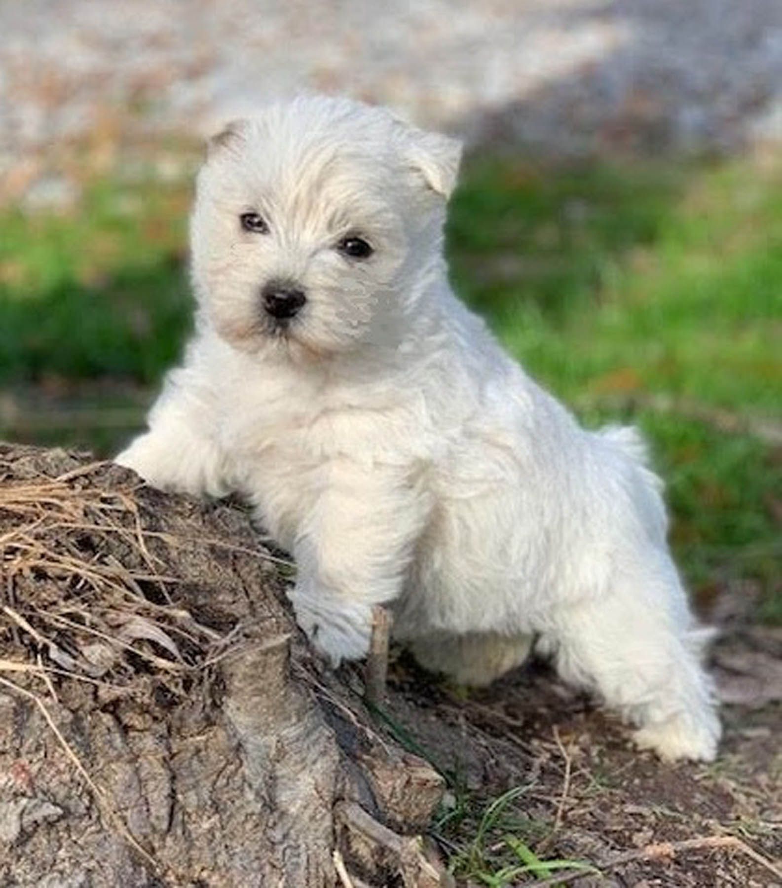 White West Highland White Terrier puppy sitting on a tree stump, looking forward.