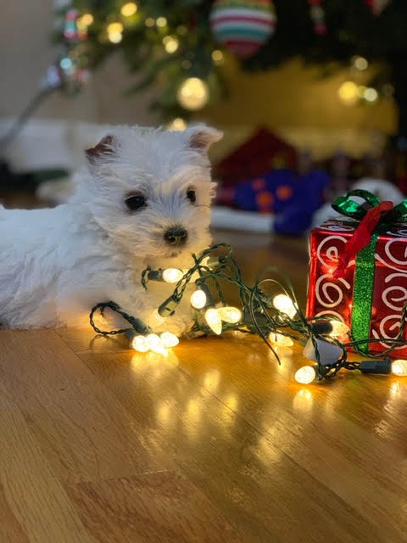 White puppy with Christmas lights and a wrapped gift under a Christmas tree.