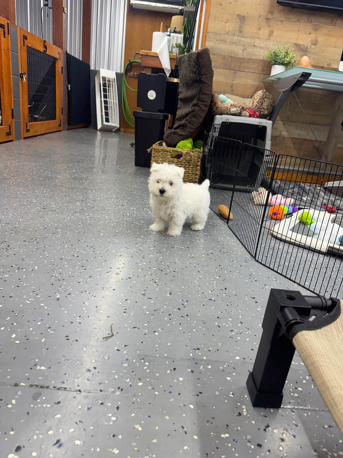 White Westie puppy stands on a speckled floor, looking toward the camera in a room with a pen and various items.