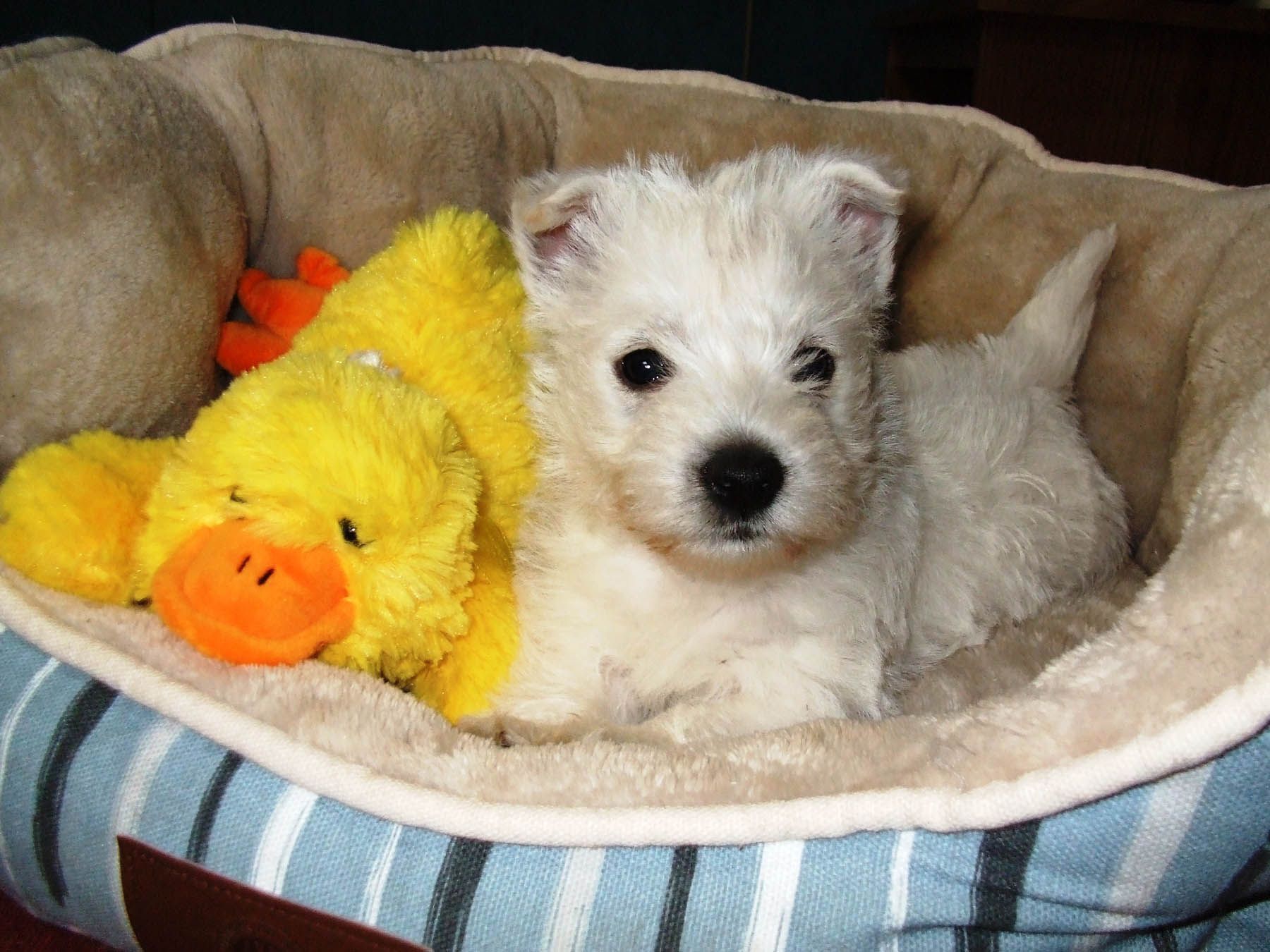 White puppy resting in a bed with a yellow duck toy; light and dark blue striped bed.