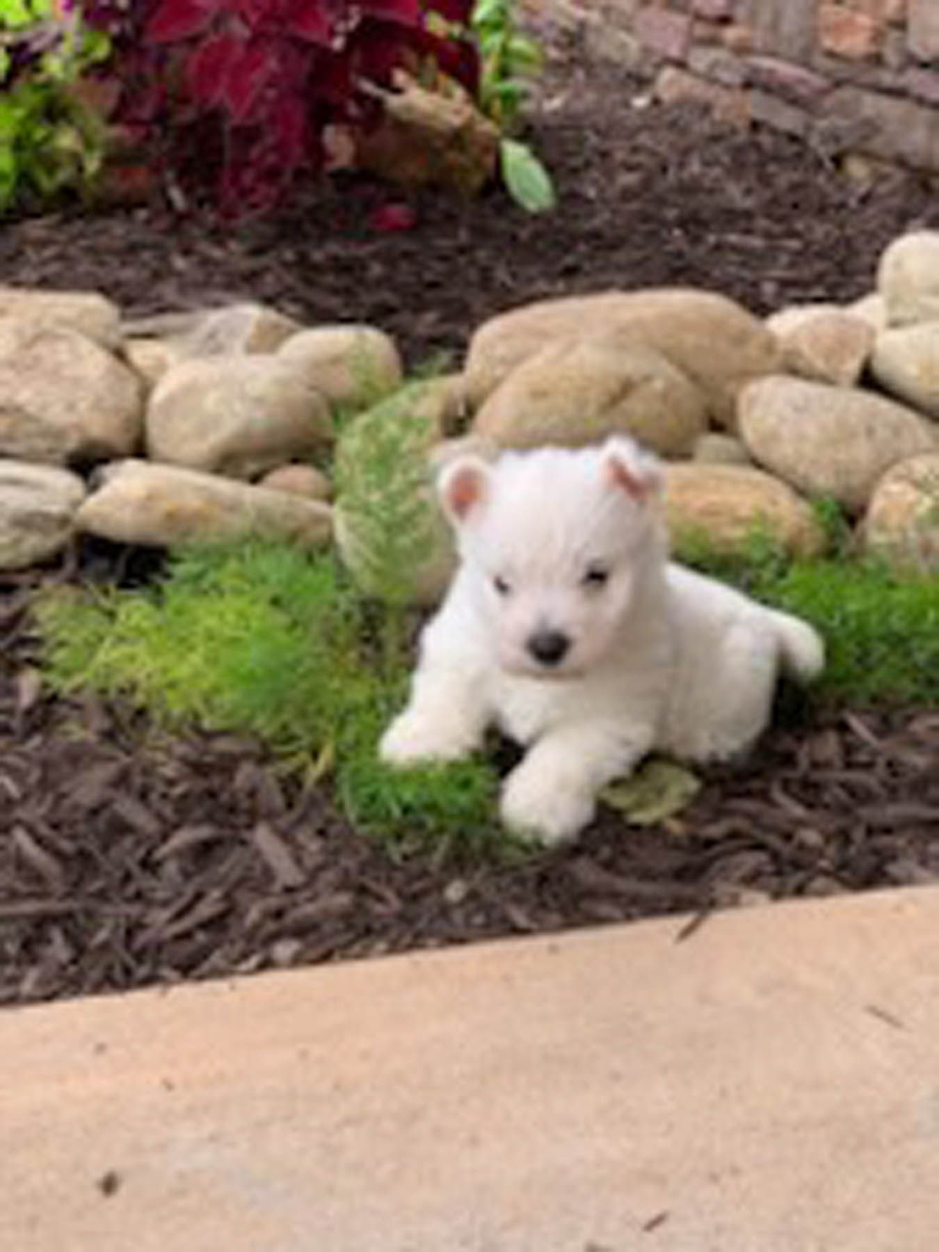 White West Highland Terrier puppy sitting in mulch and greenery.