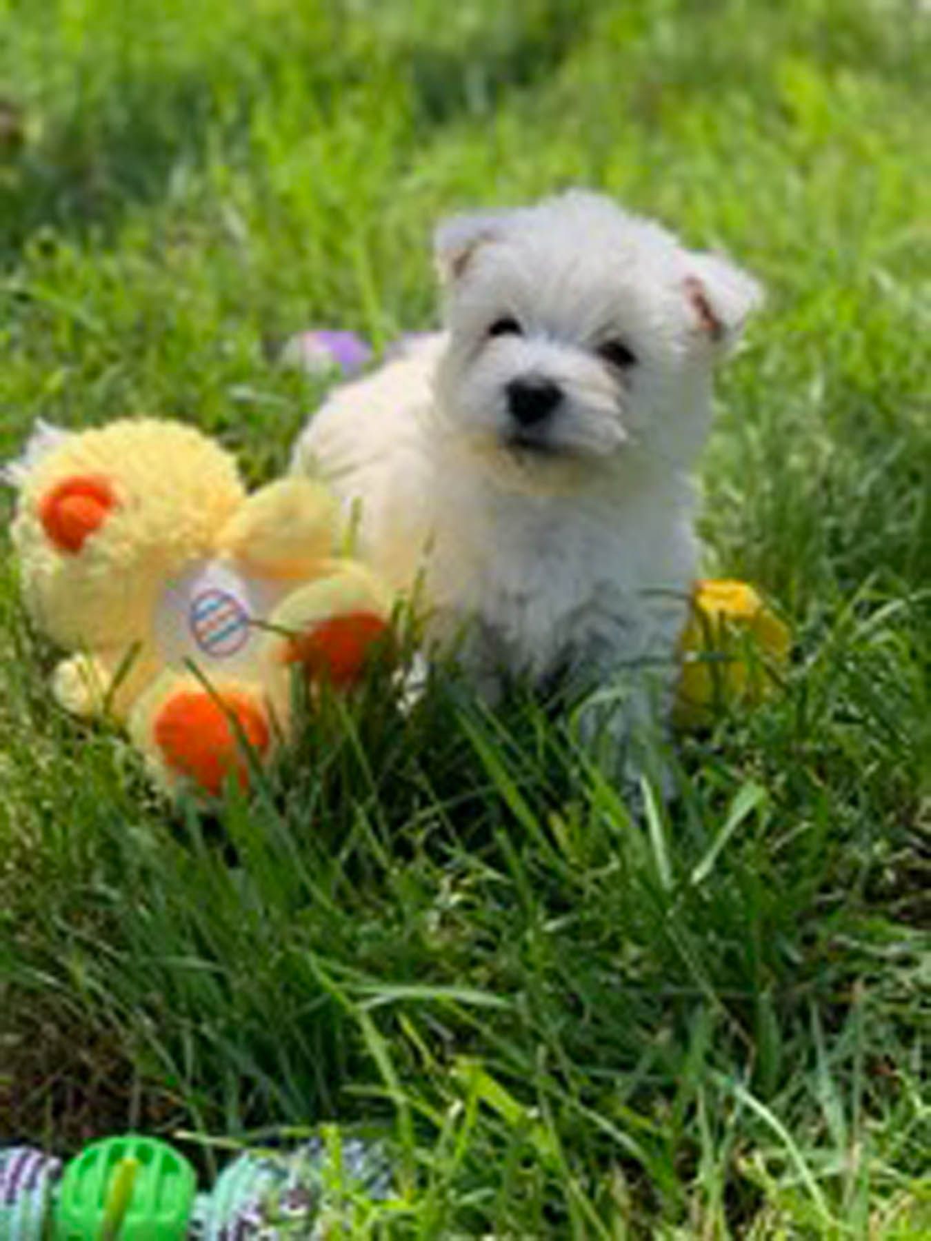 White puppy with a stuffed duck in green grass.