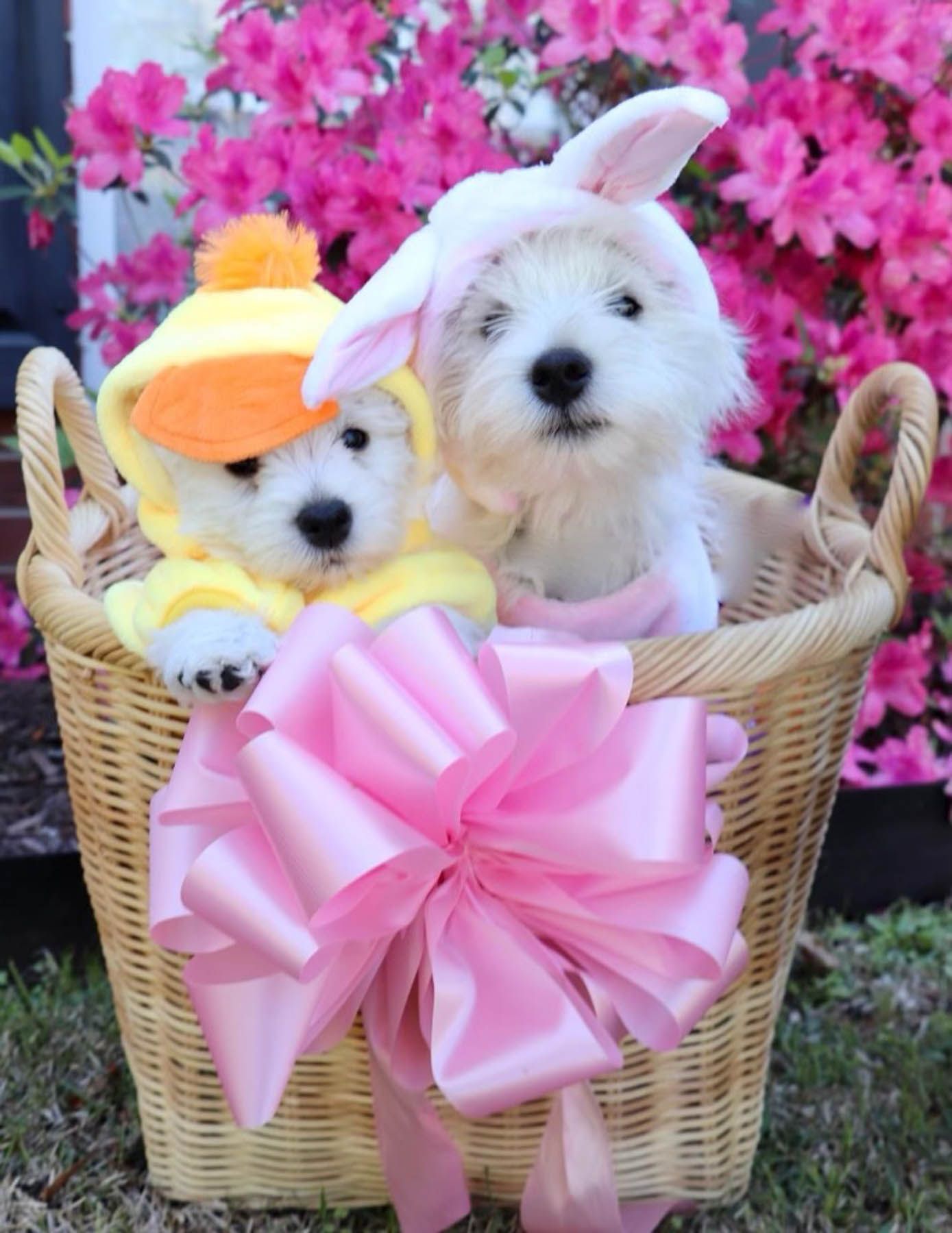 Two white dogs in a basket, one wearing a duckling outfit, the other a bunny costume, with pink bow and flowers.
