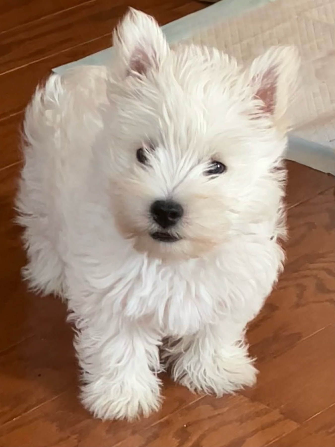 White West Highland Terrier puppy sitting on wood floor.
