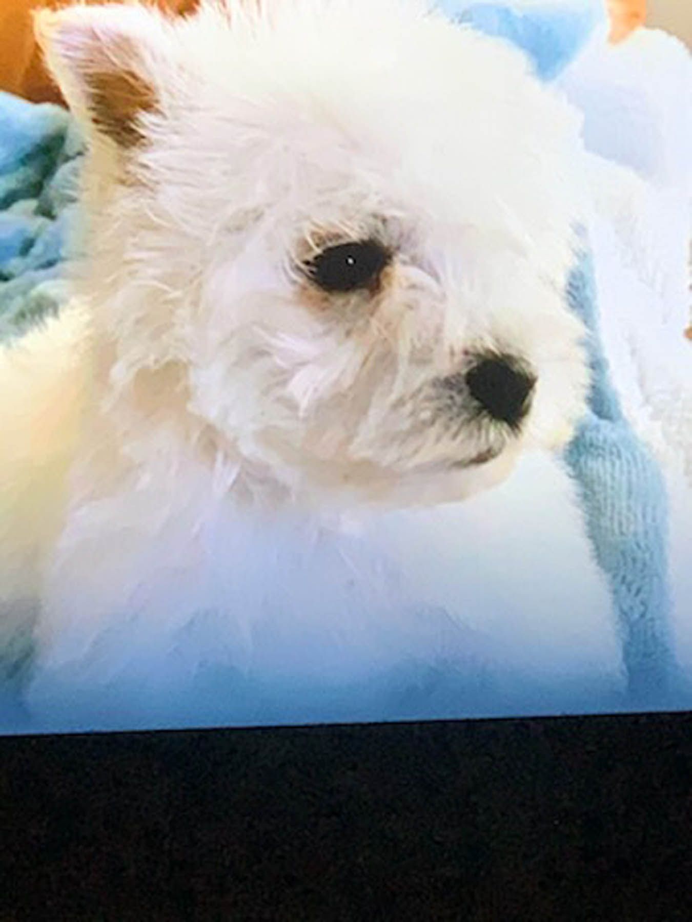 White fluffy puppy with dark eyes, resting on a blue blanket.