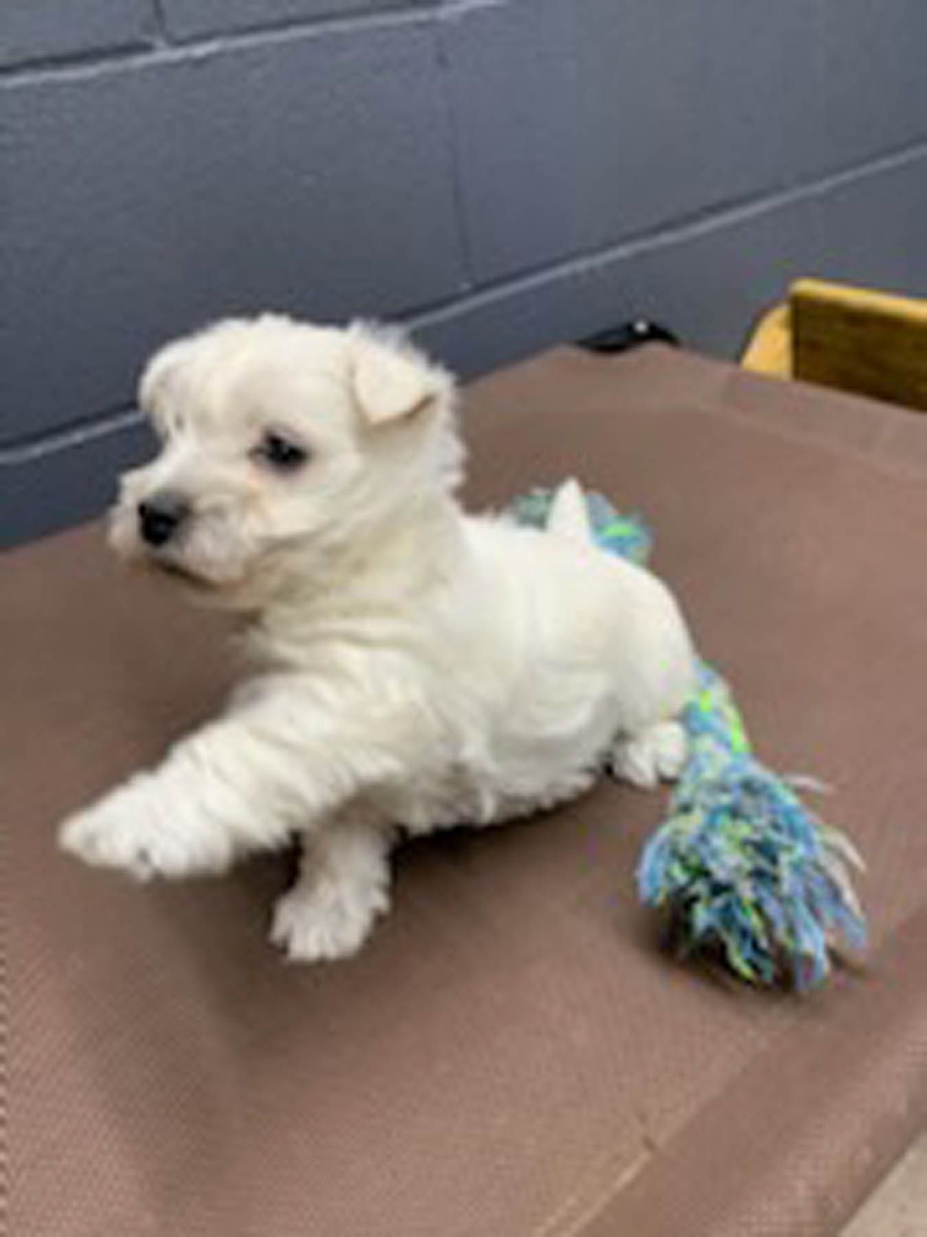 White puppy with a toy on a brown surface.