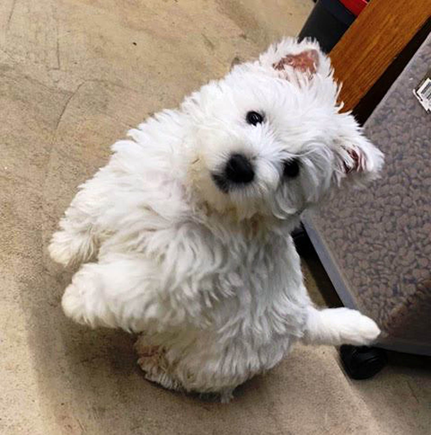 Fluffy white dog standing on hind legs, tilting head with a curious expression.