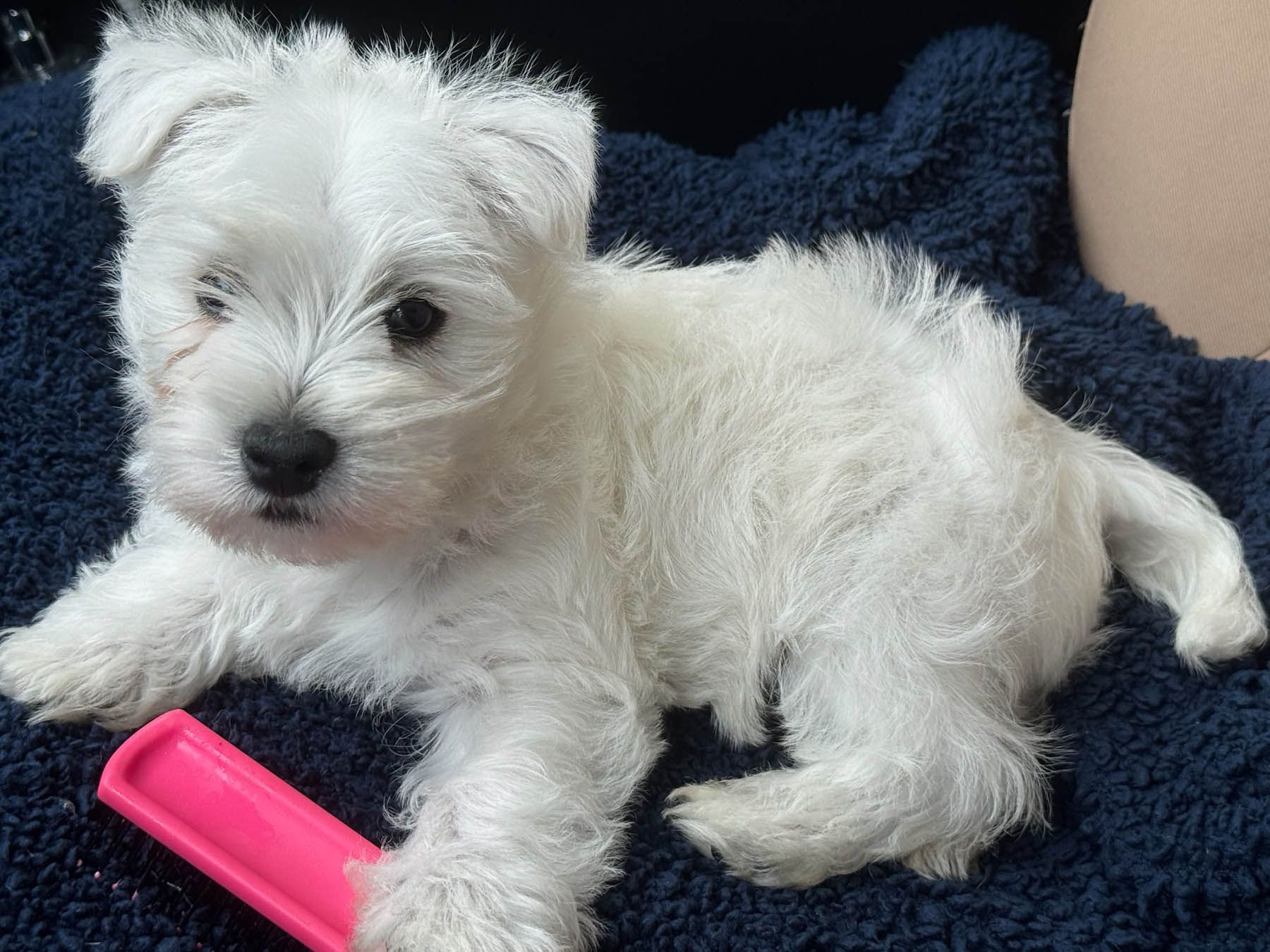 White puppy lying on a blue blanket with a pink toy nearby.