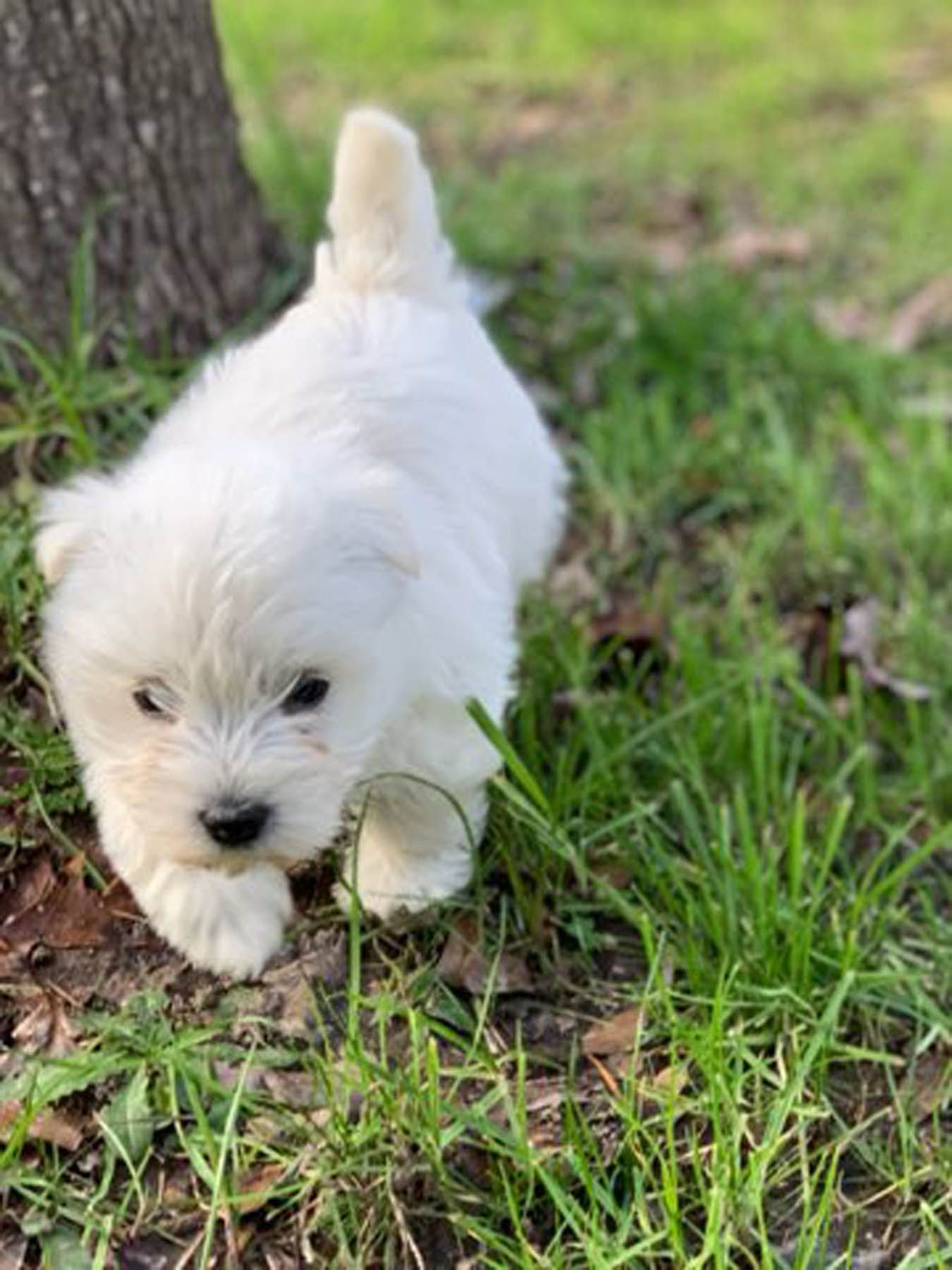 White puppy with fluffy fur walking on green grass near a tree.