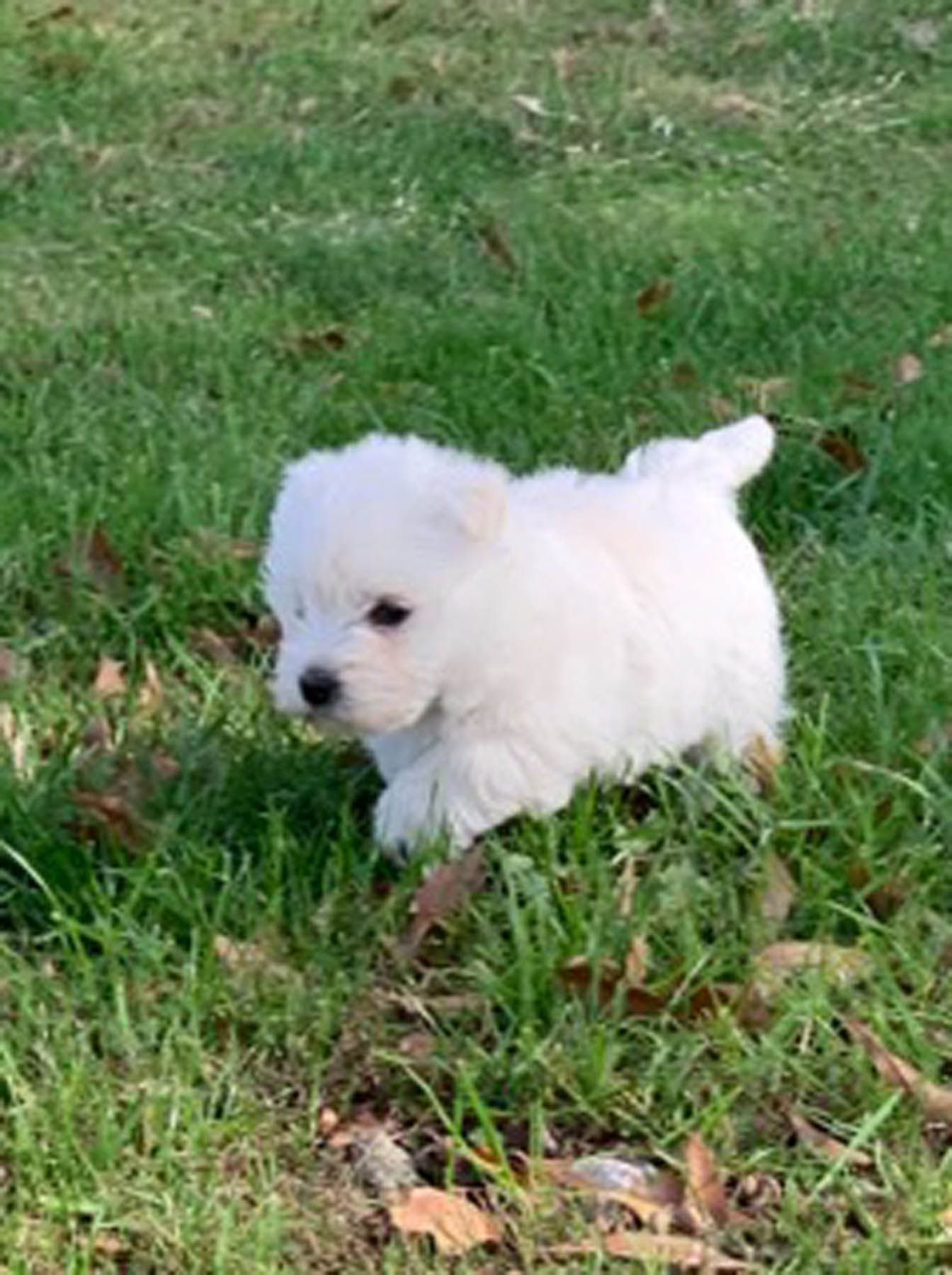White fluffy puppy walking on green grass.
