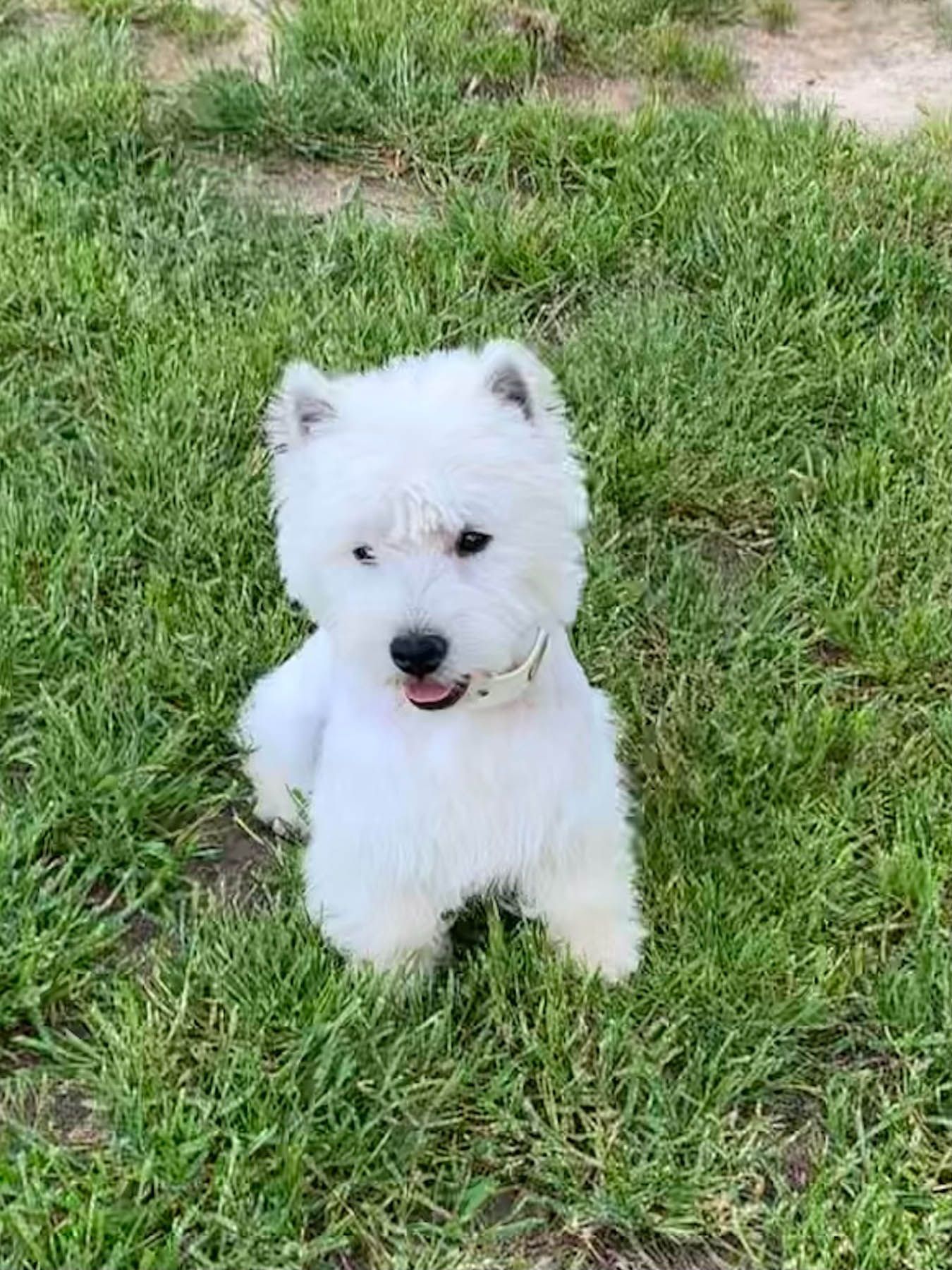 White West Highland Terrier puppy sitting on green grass.
