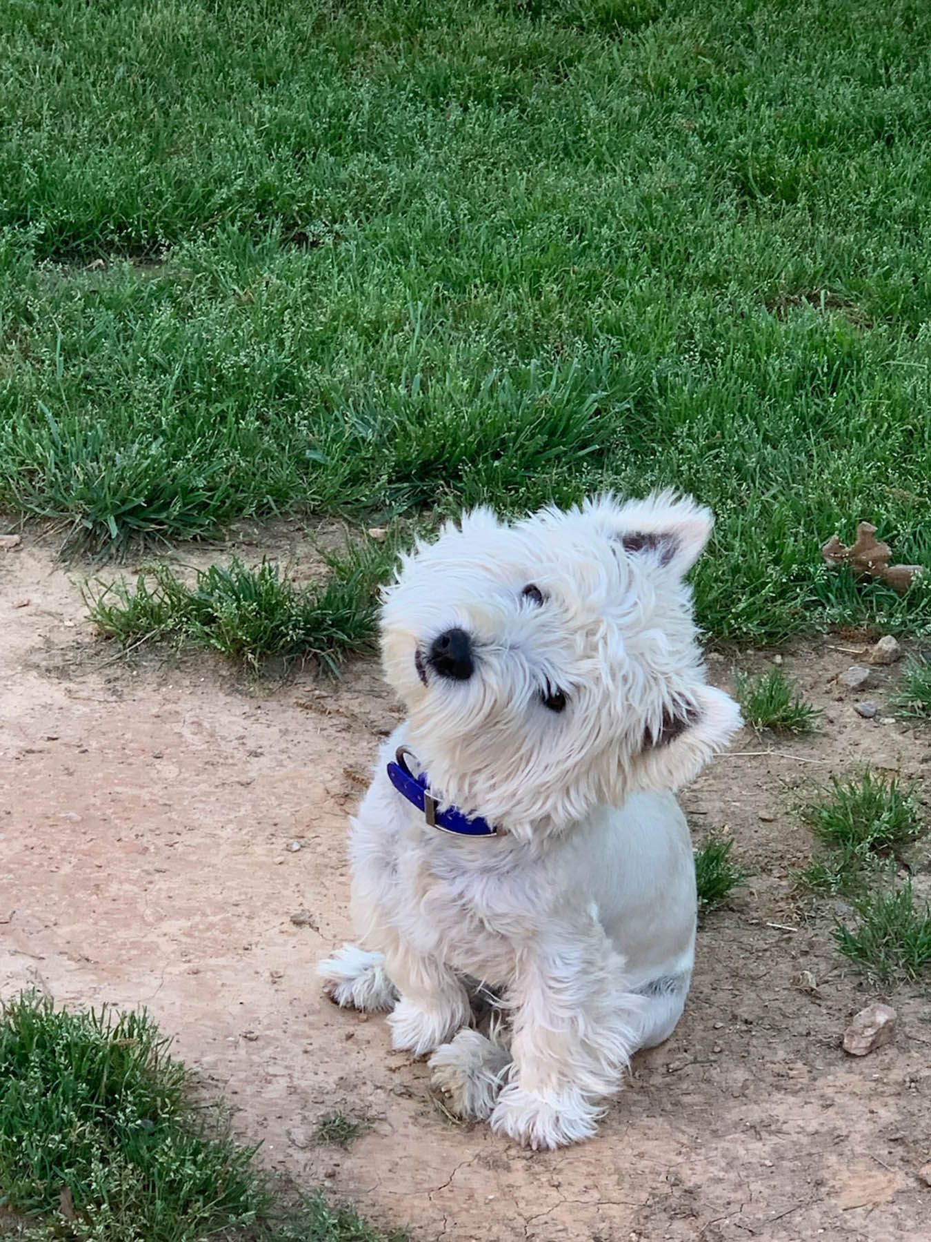 White West Highland Terrier sits on dirt patch, wearing blue collar, looking alertly.
