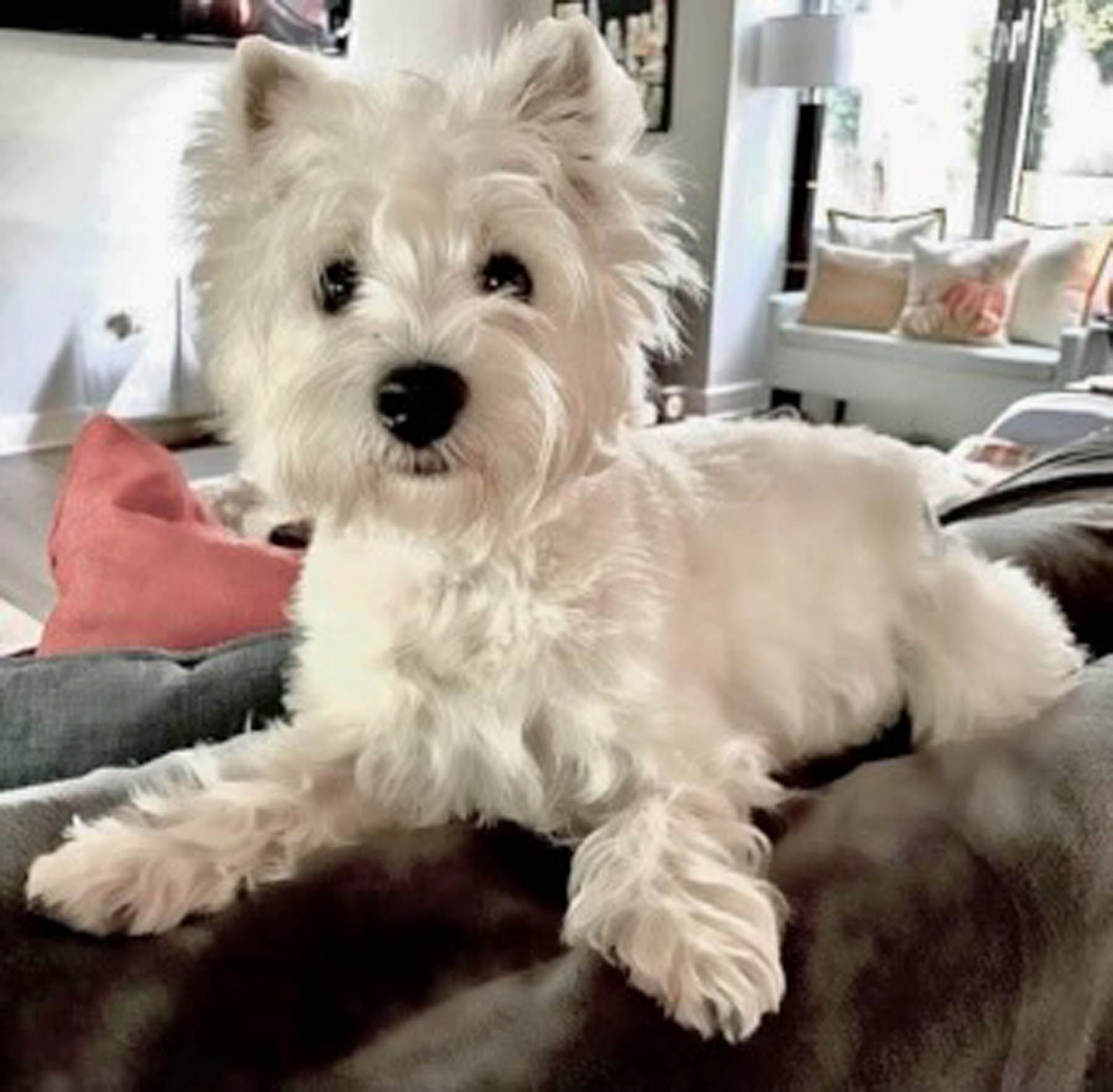 White West Highland Terrier dog relaxing on a couch, indoors.