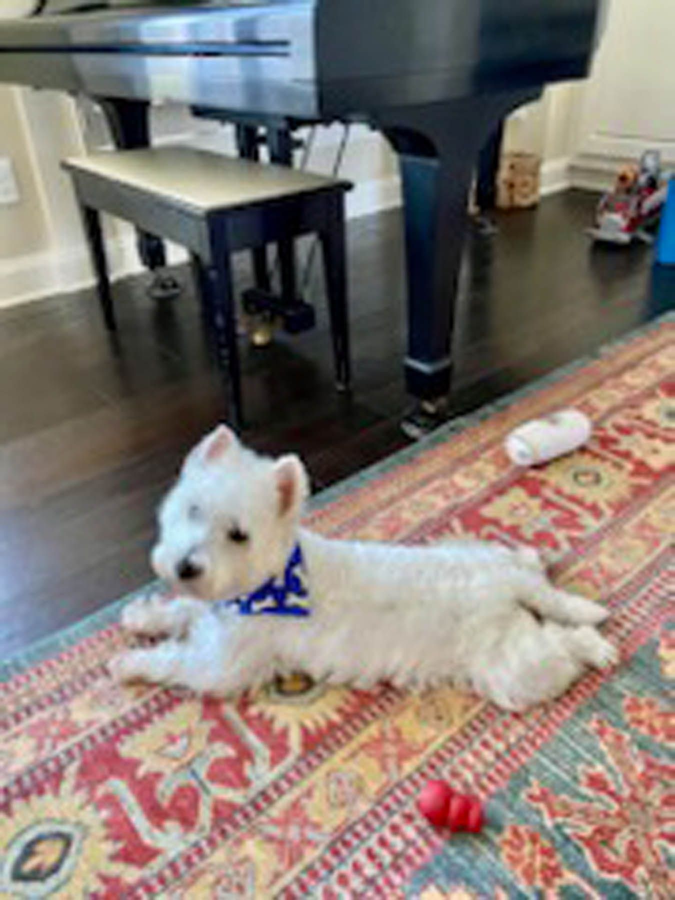 West Highland White Terrier puppy wearing a blue bandana, lying on a patterned rug near a piano.