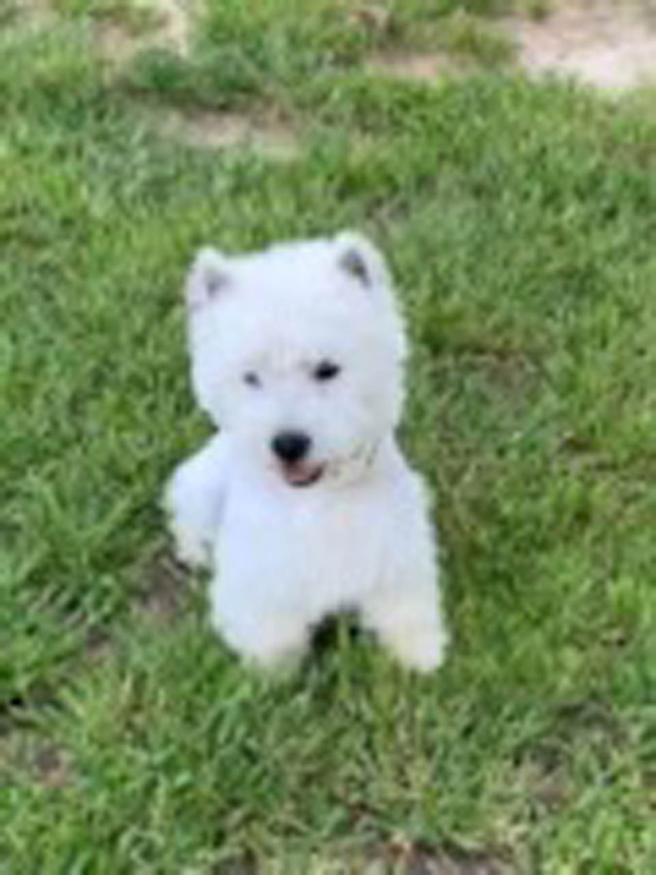 White West Highland Terrier puppy sitting in green grass.